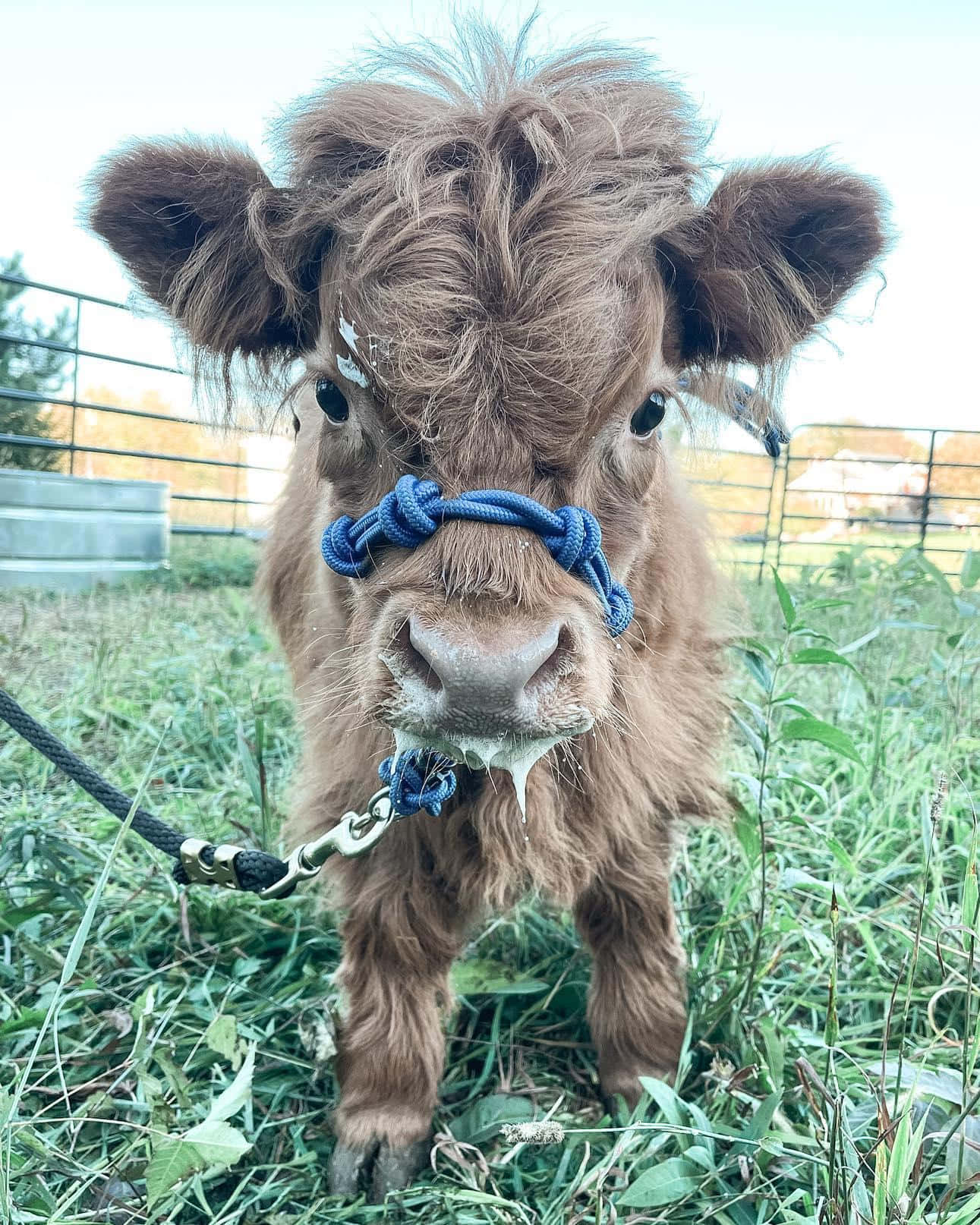 A Baby Calf Is Standing In A Field With A Leash