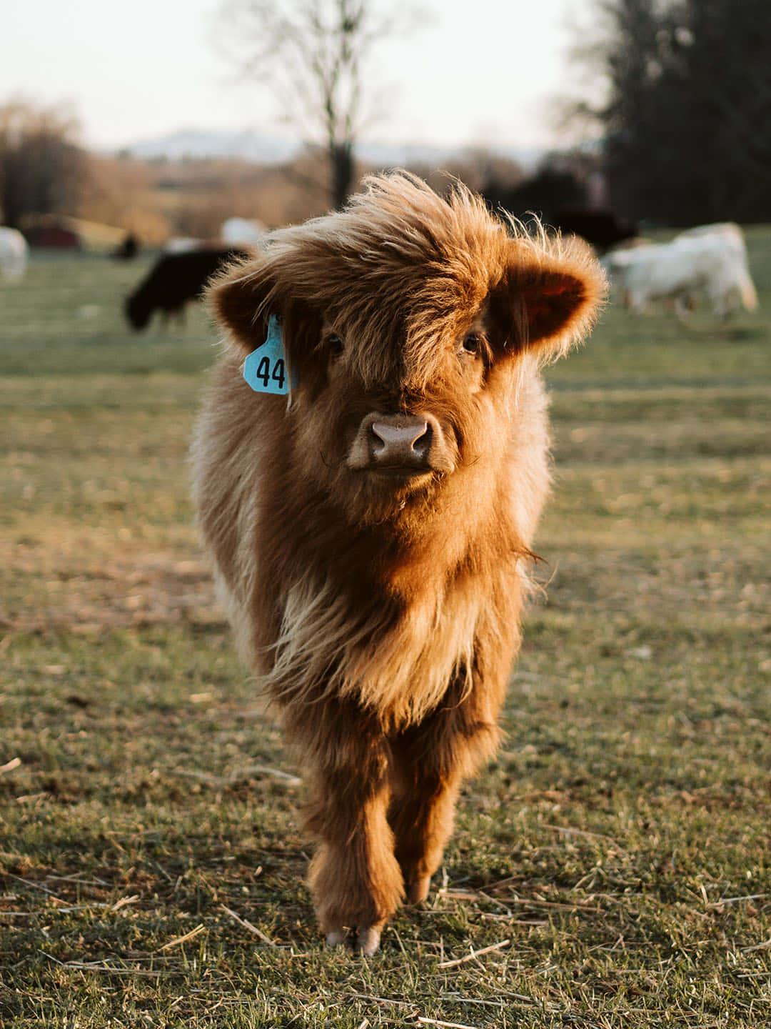 An Adorable Cow Gazing into the Distance