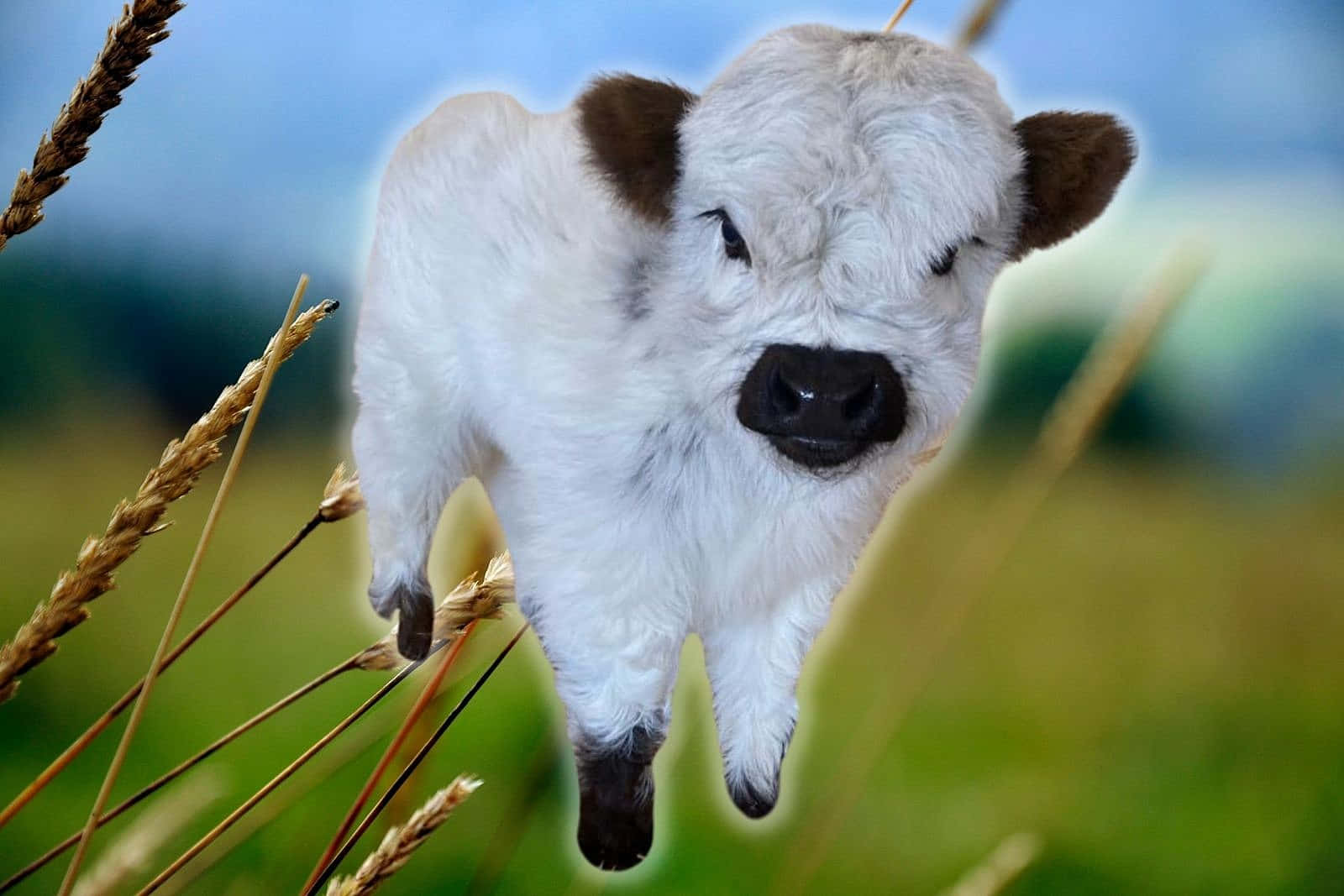 "This Cute Cow Shows How Adorable Farm Animals Can Be!"