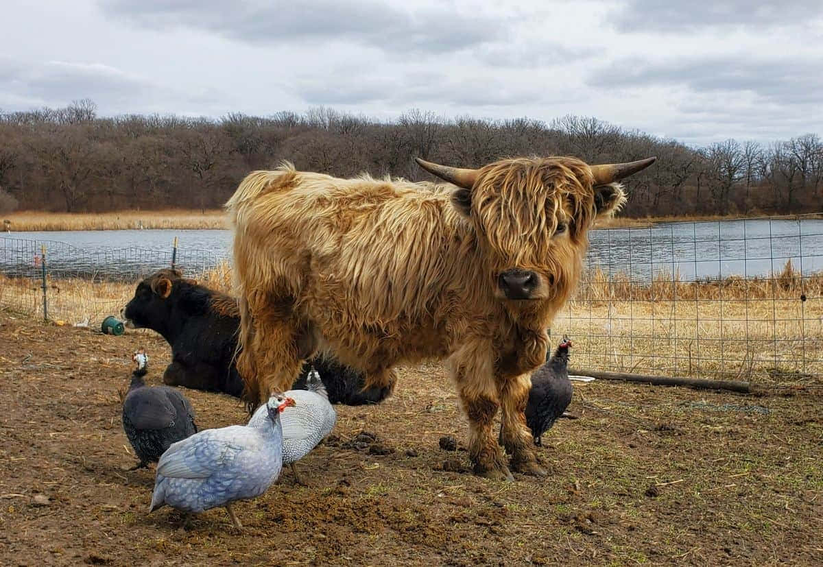 This Adorable Cow is Here to Brighten Your Day