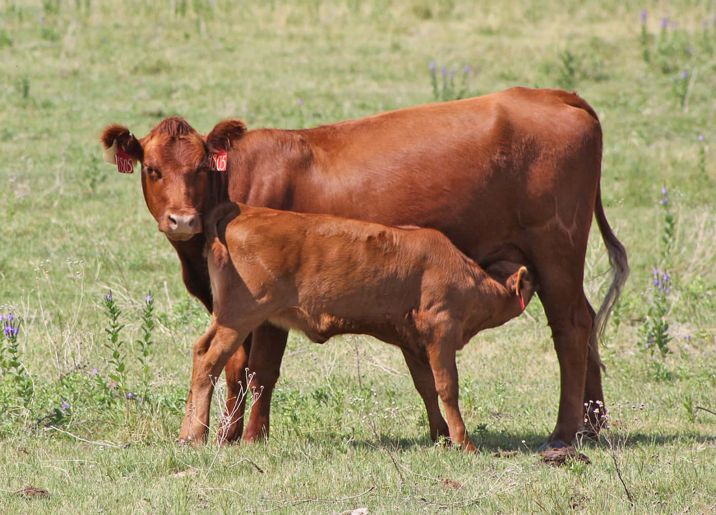 A Cow And Calf In A Field