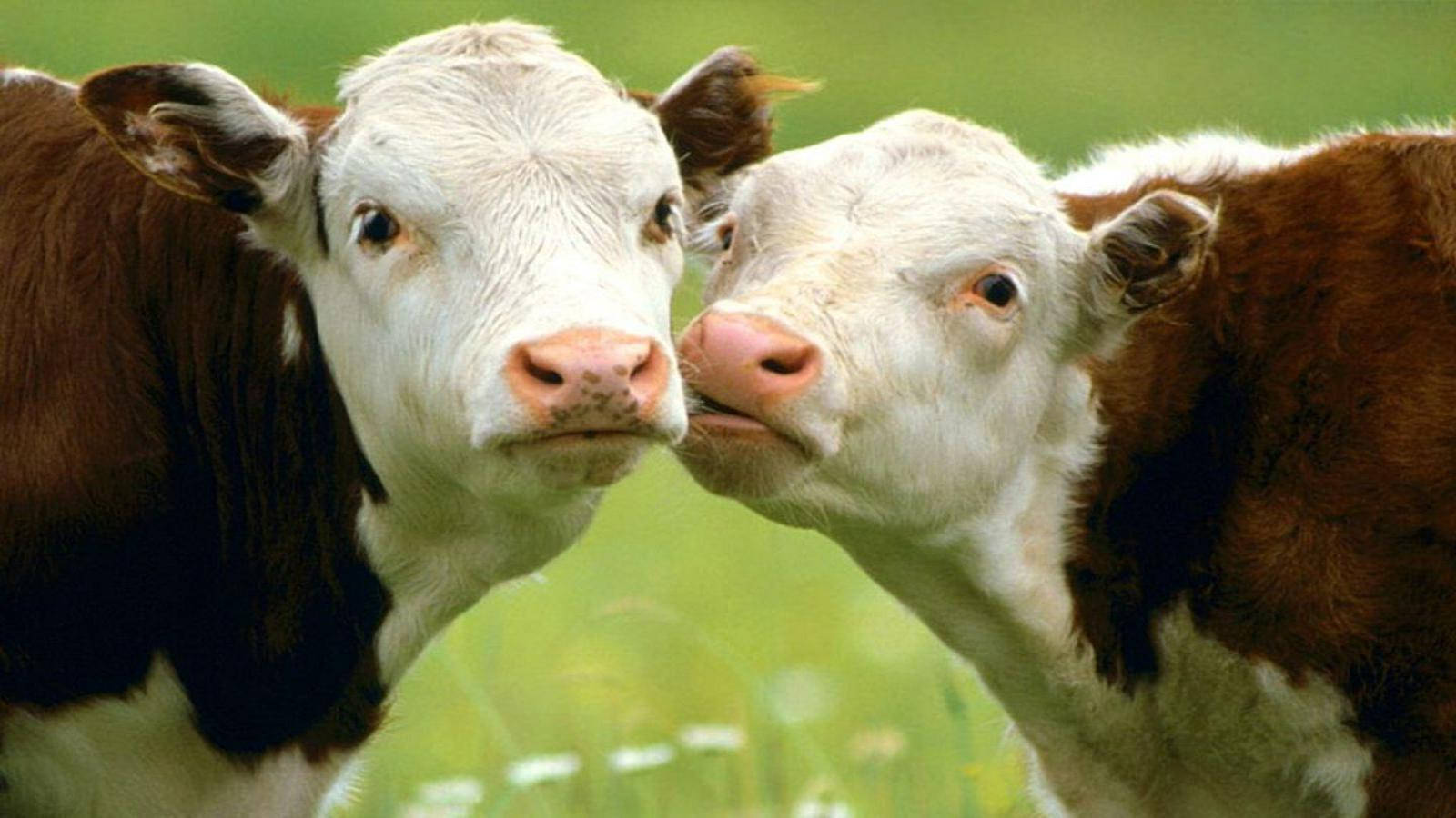 Adorable Cows Cuddling Wallpaper