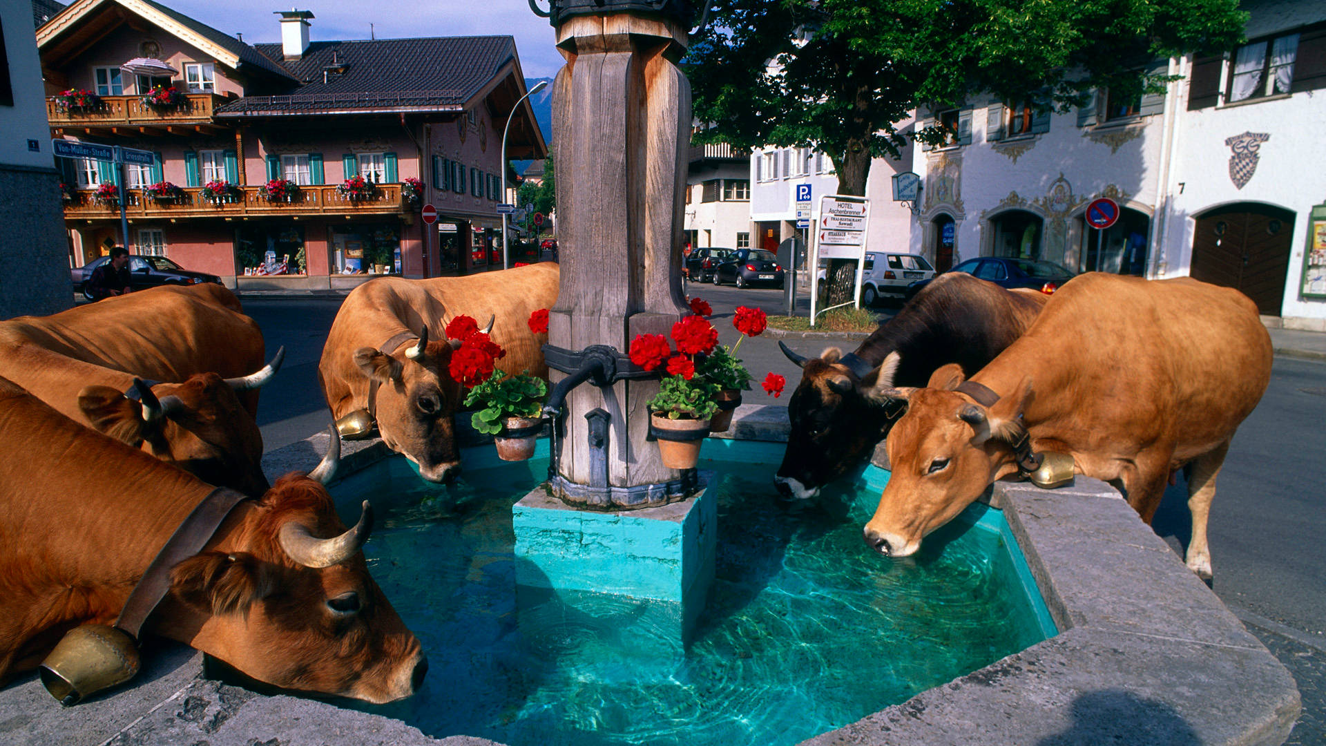 Cute Cows Drinking From Fountain Wallpaper