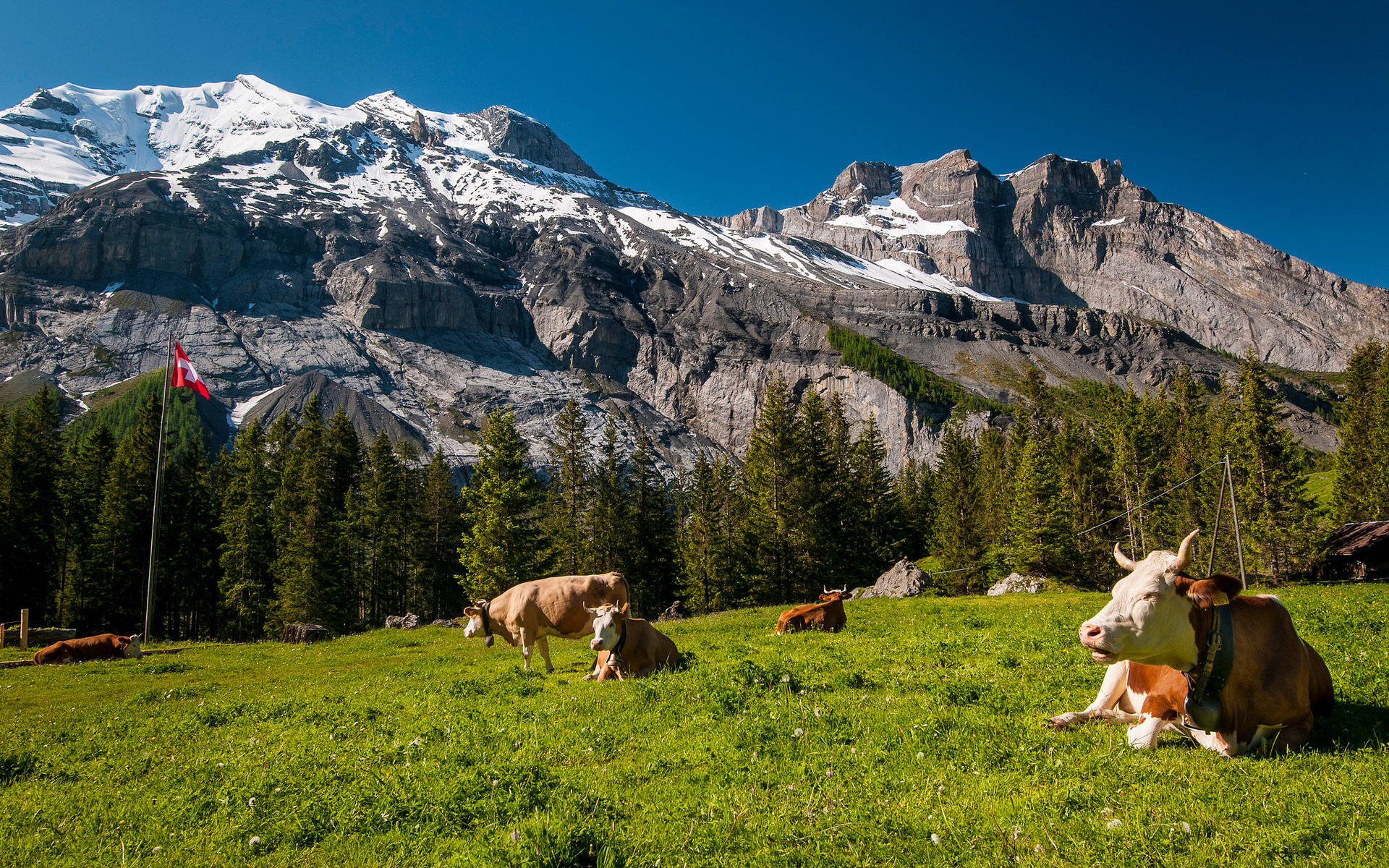 Cute Cows With Amazing Mountain View Wallpaper