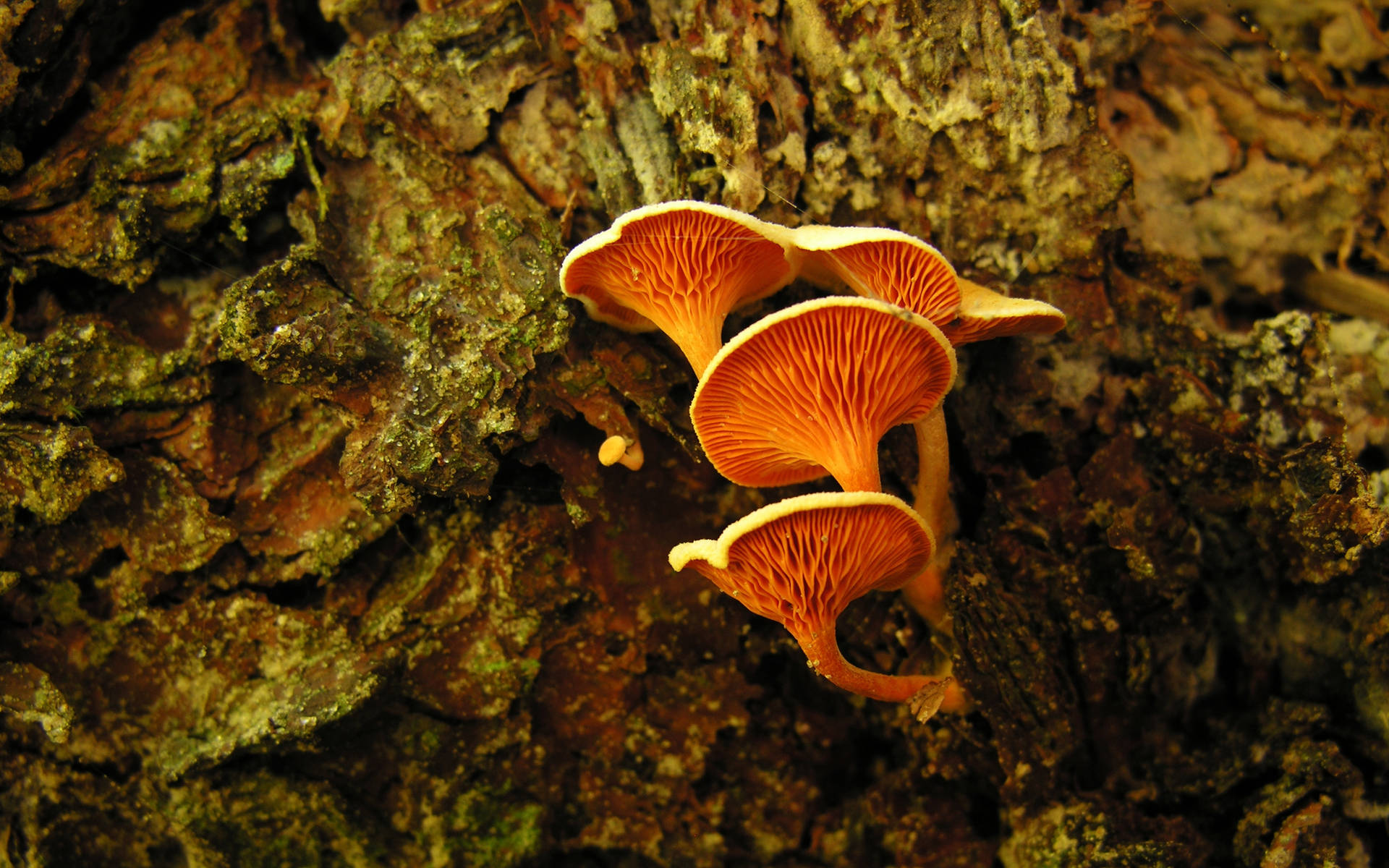 Cute Curved Mushrooms On Moss Wallpaper