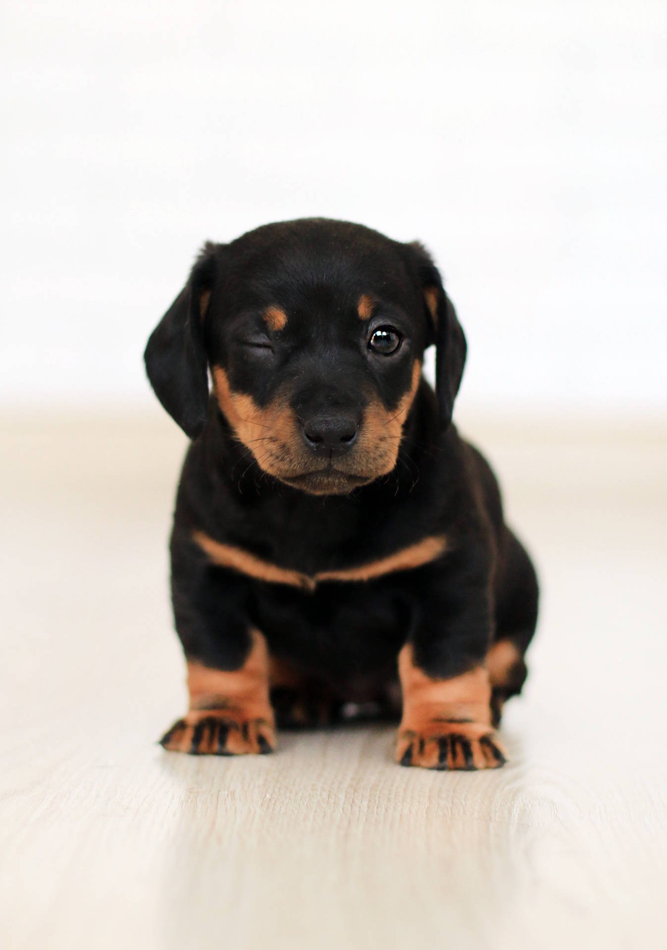 Cute Dachshund Puppy Dog Background