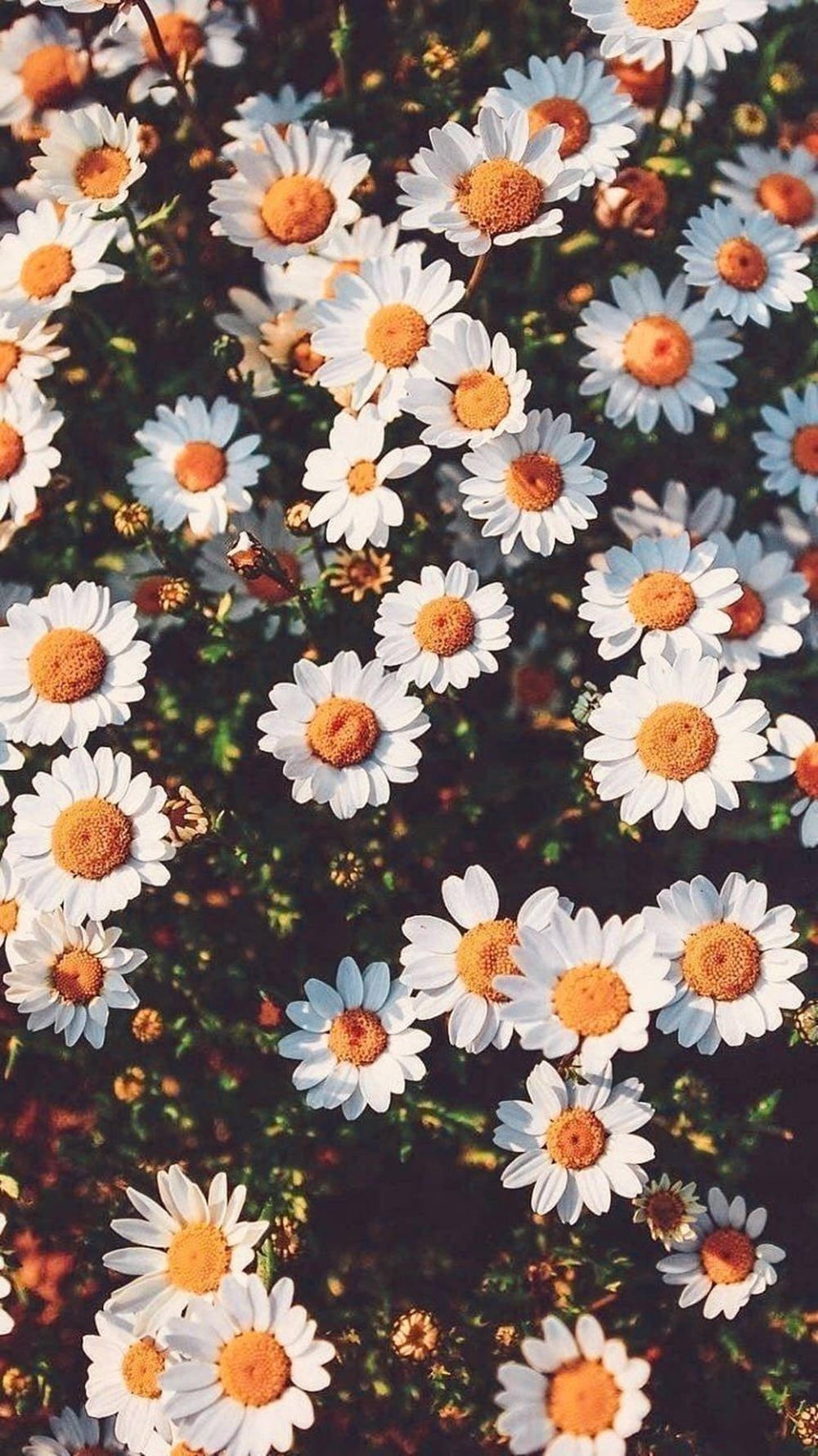 100 Beautiful Daisy Wallpapers For Phones  Imagem de fundo para iphone  Fundos de tela iphone Margaridas