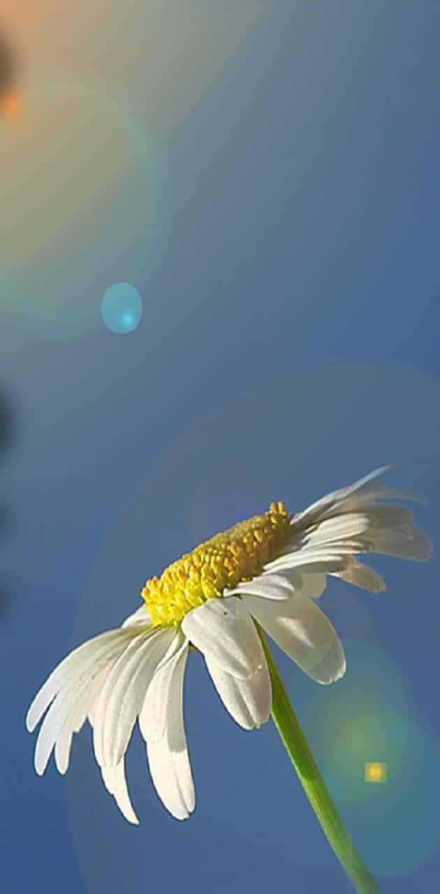 Sød Daisy Blomst Solskin Refleksioner Wallpaper