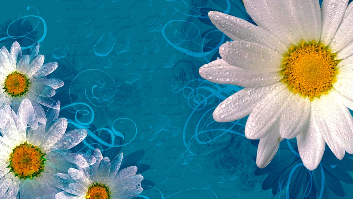Søde Daisy Blomster Abstrakt Blå Baggrund Wallpaper