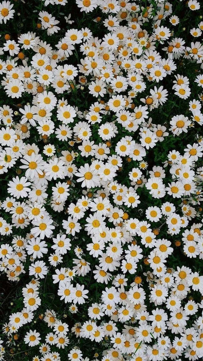 Cute Daisy Flowers Aesthetic Grunge Wallpaper