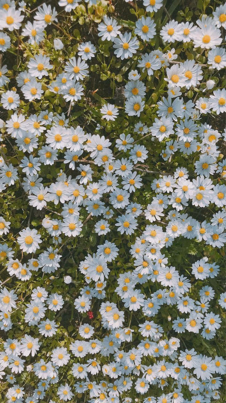Søde Daisy Blomster Æstetisk Forår Natur Unisex Desktop Wallpaper Wallpaper