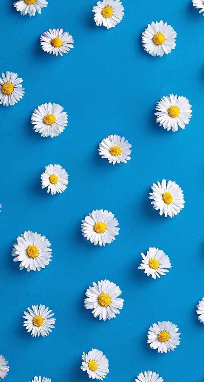 Cute Daisy Flowers Blue Background Wallpaper