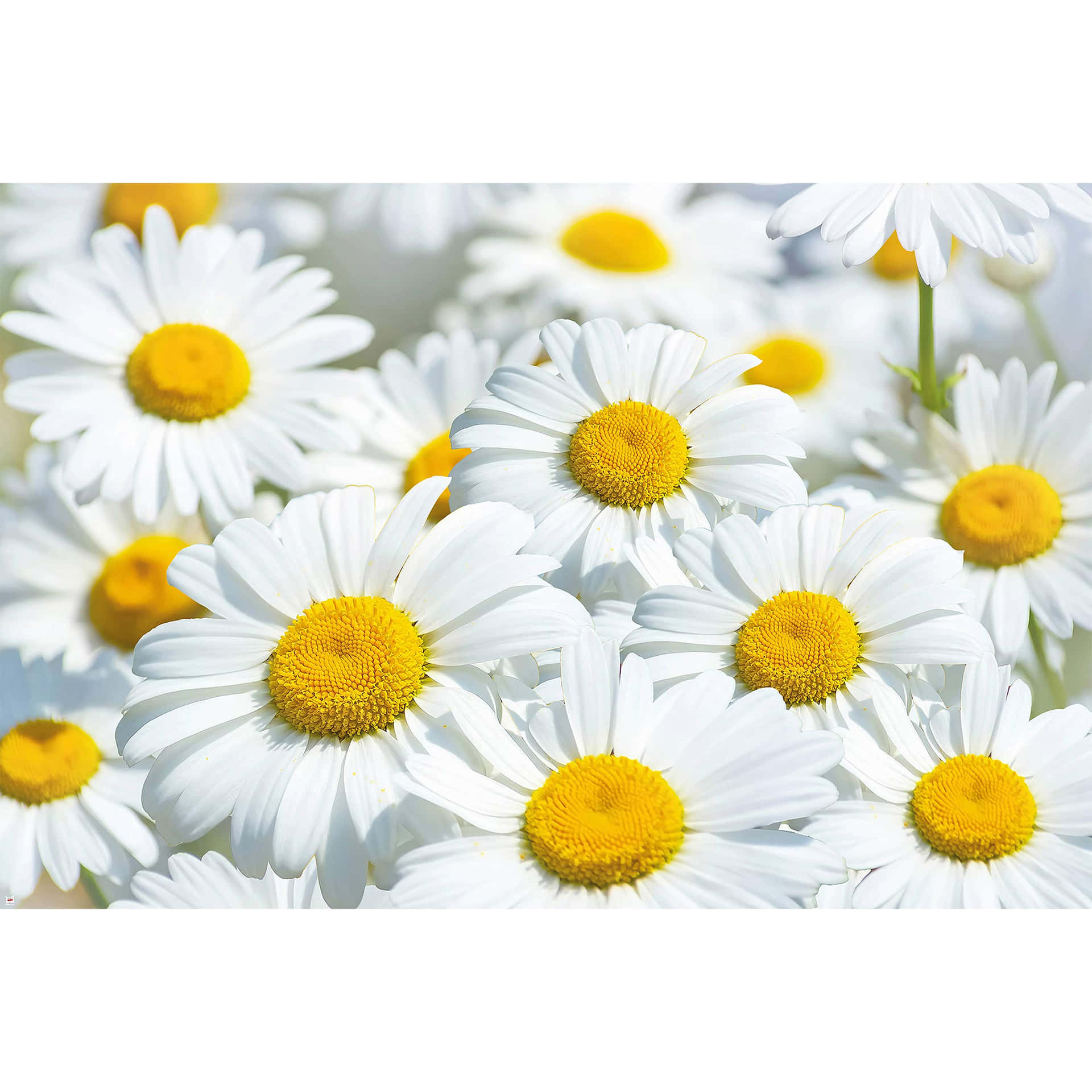 Cute Daisy Flowers Meadow Digital Art Wallpaper