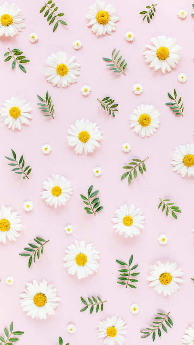 Cute Daisy Flowers Pink Cottagecore Background Wallpaper
