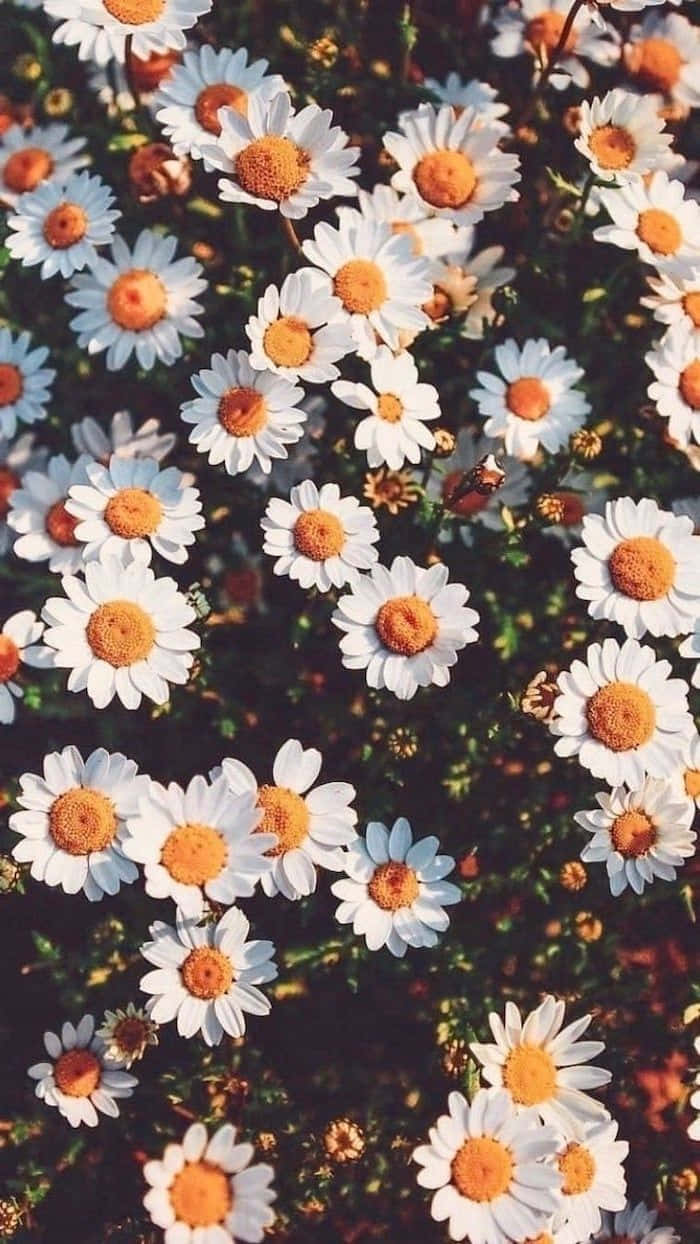 Cute Daisy Flowers Retro Style Wallpaper