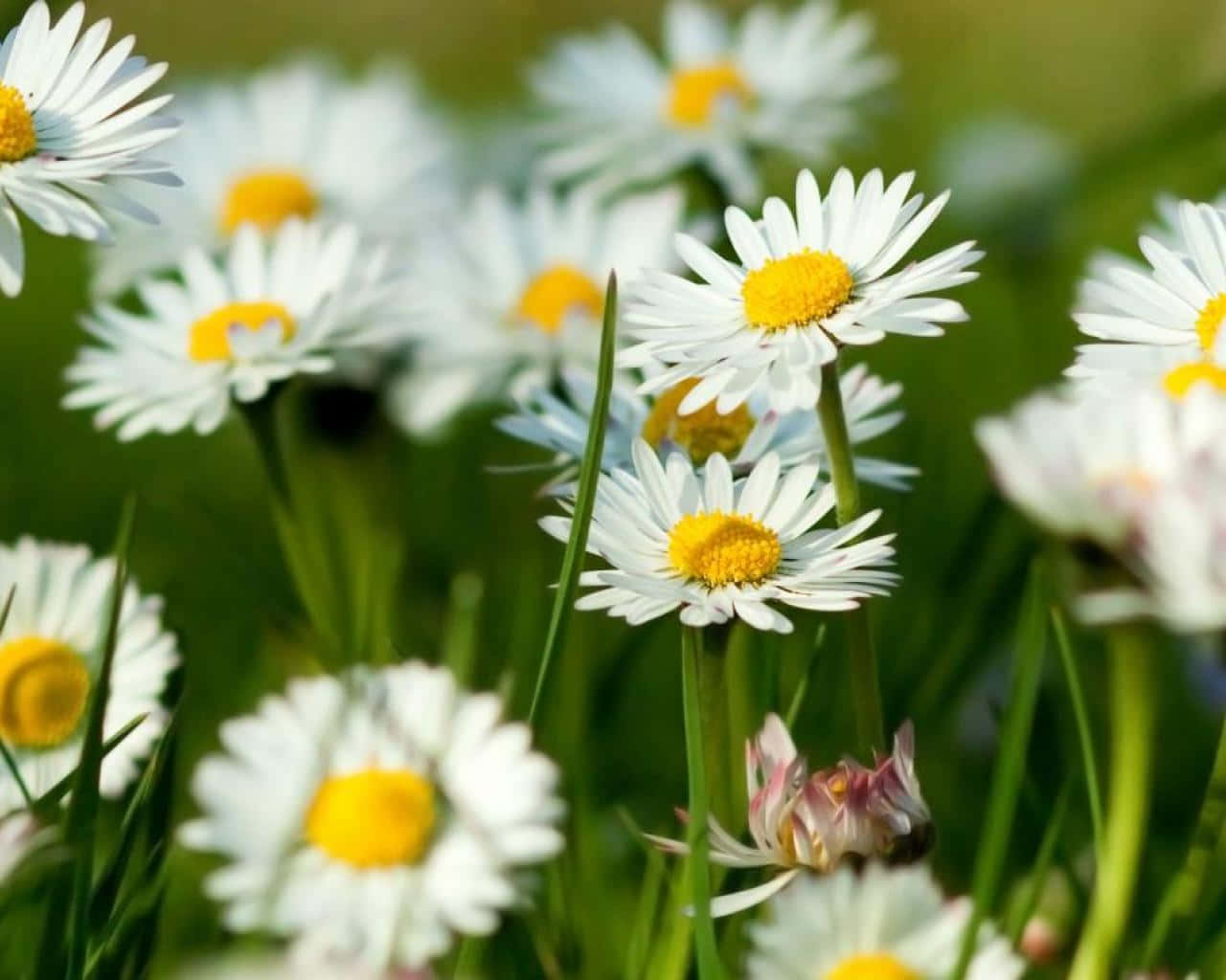 Cute Daisy Flowers Spring Field Wallpaper