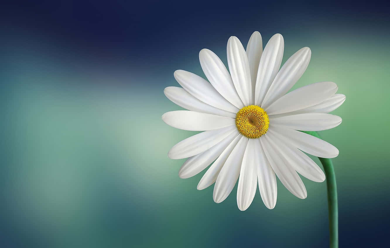 Stunning Close-up of a Cute Daisy Flower Wallpaper