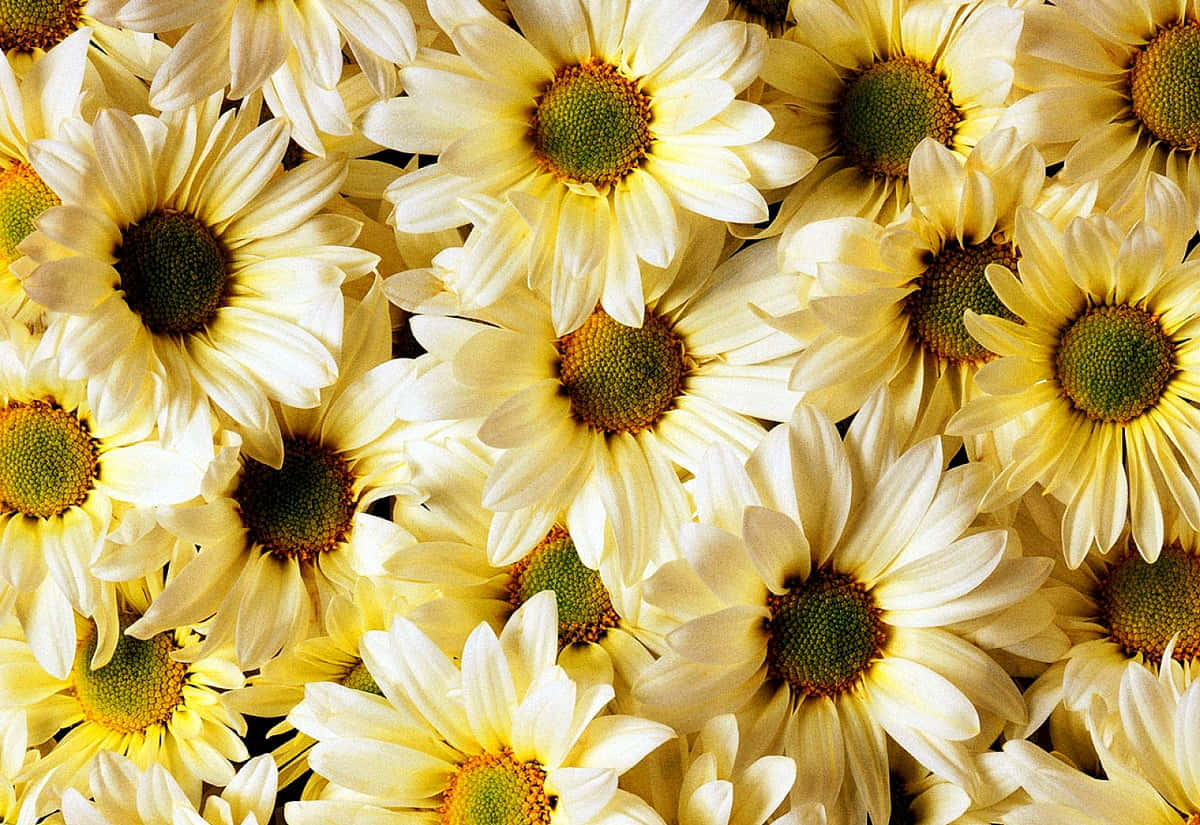 Sød Daisy gul blomster nærbillede livlig tapet Wallpaper
