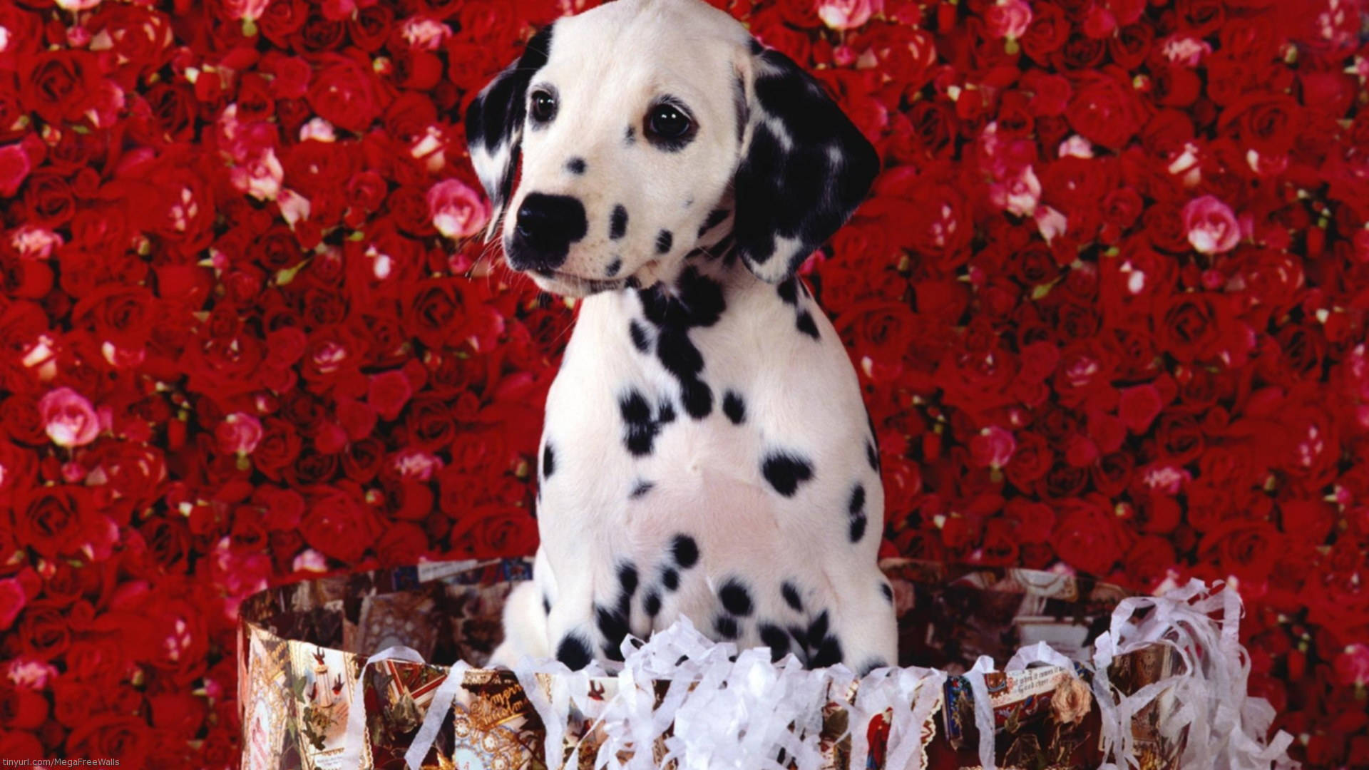 Cute Dalmatian Puppy On Red Roses