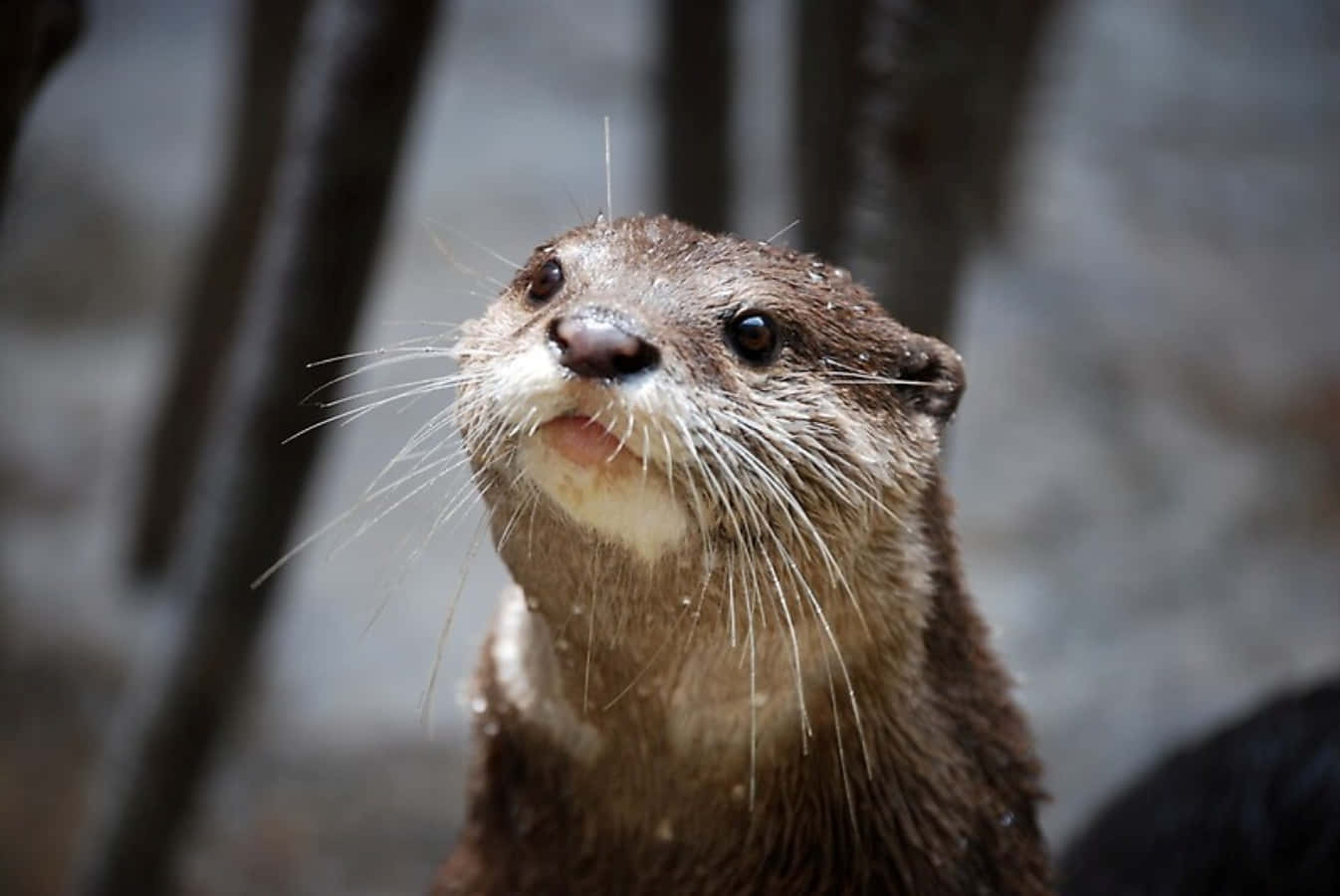 Adorable Otter in Natural Habitat