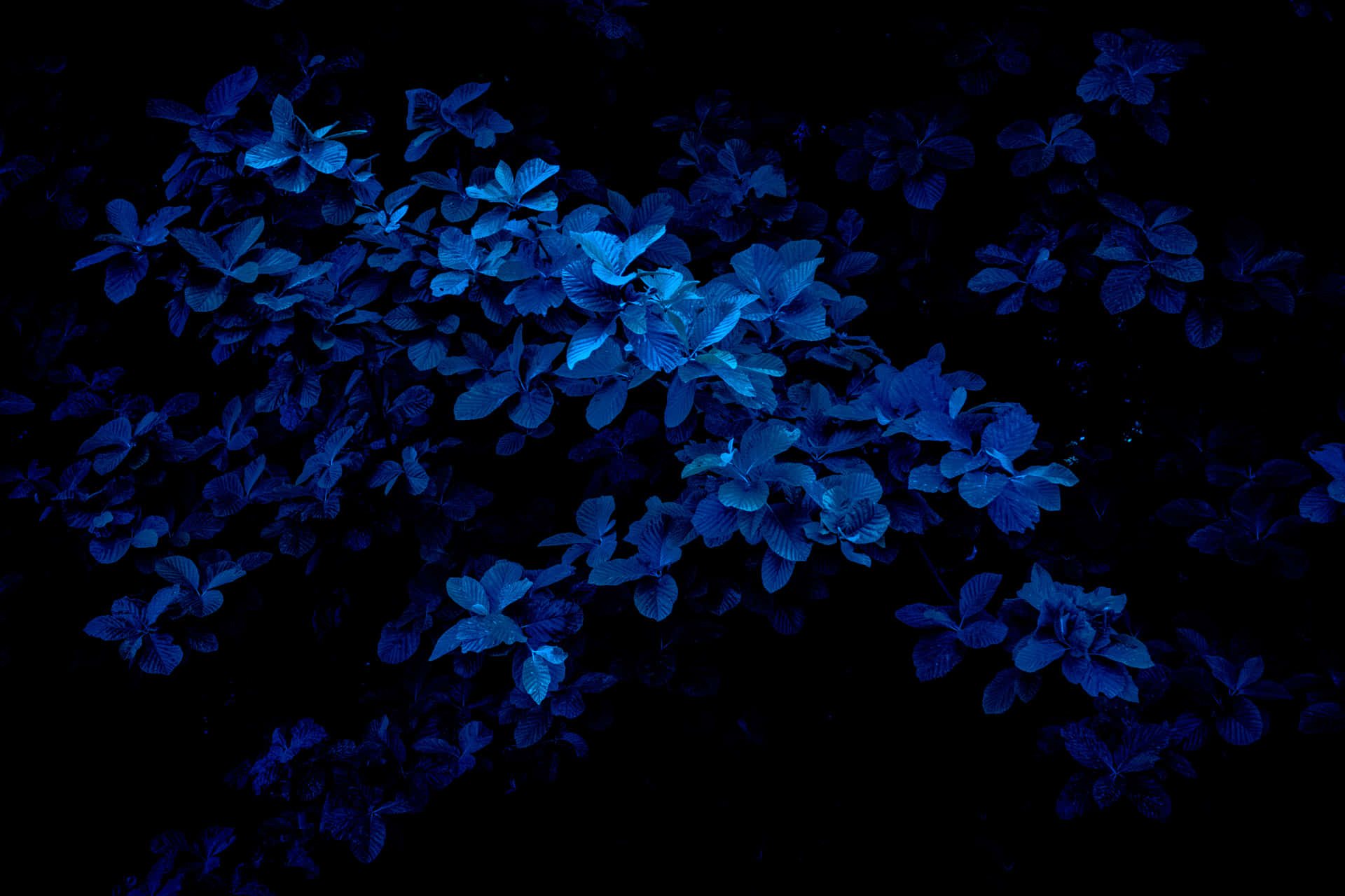 Adorable dark blue cutsie Wallpaper