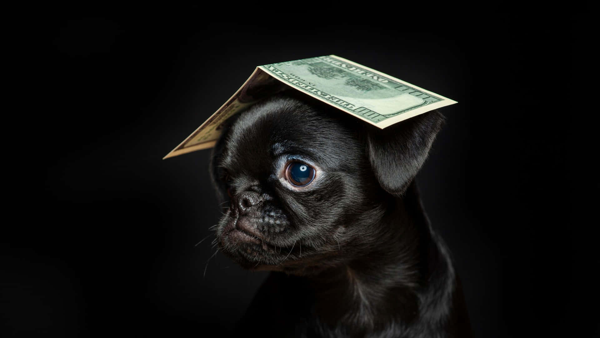 A Black Pug With A Dollar Bill On Its Head Wallpaper