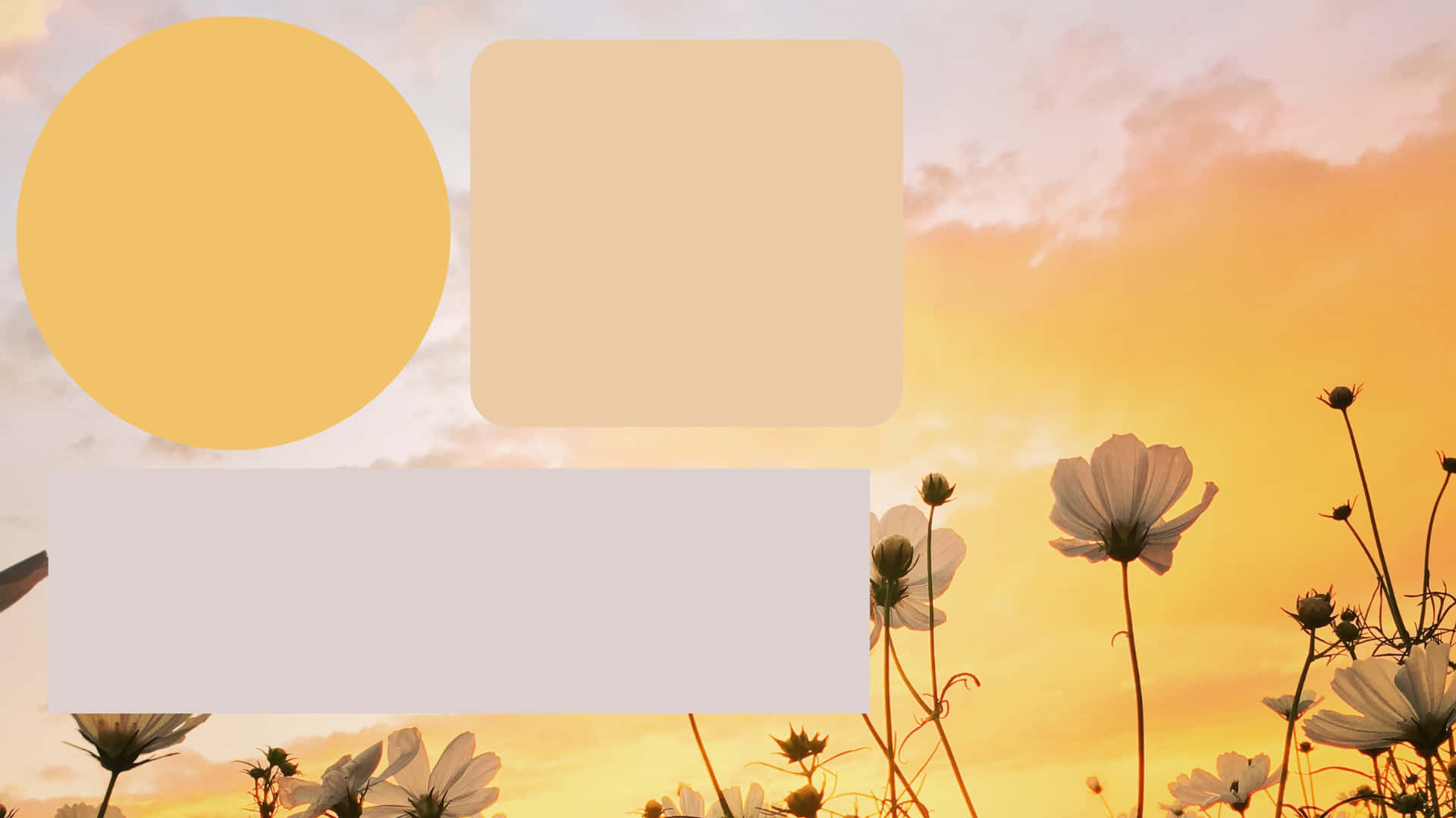 Minimalist flower pastel yellow backgrounds, yellow iphone aesthetic HD  phone wallpaper | Pxfuel