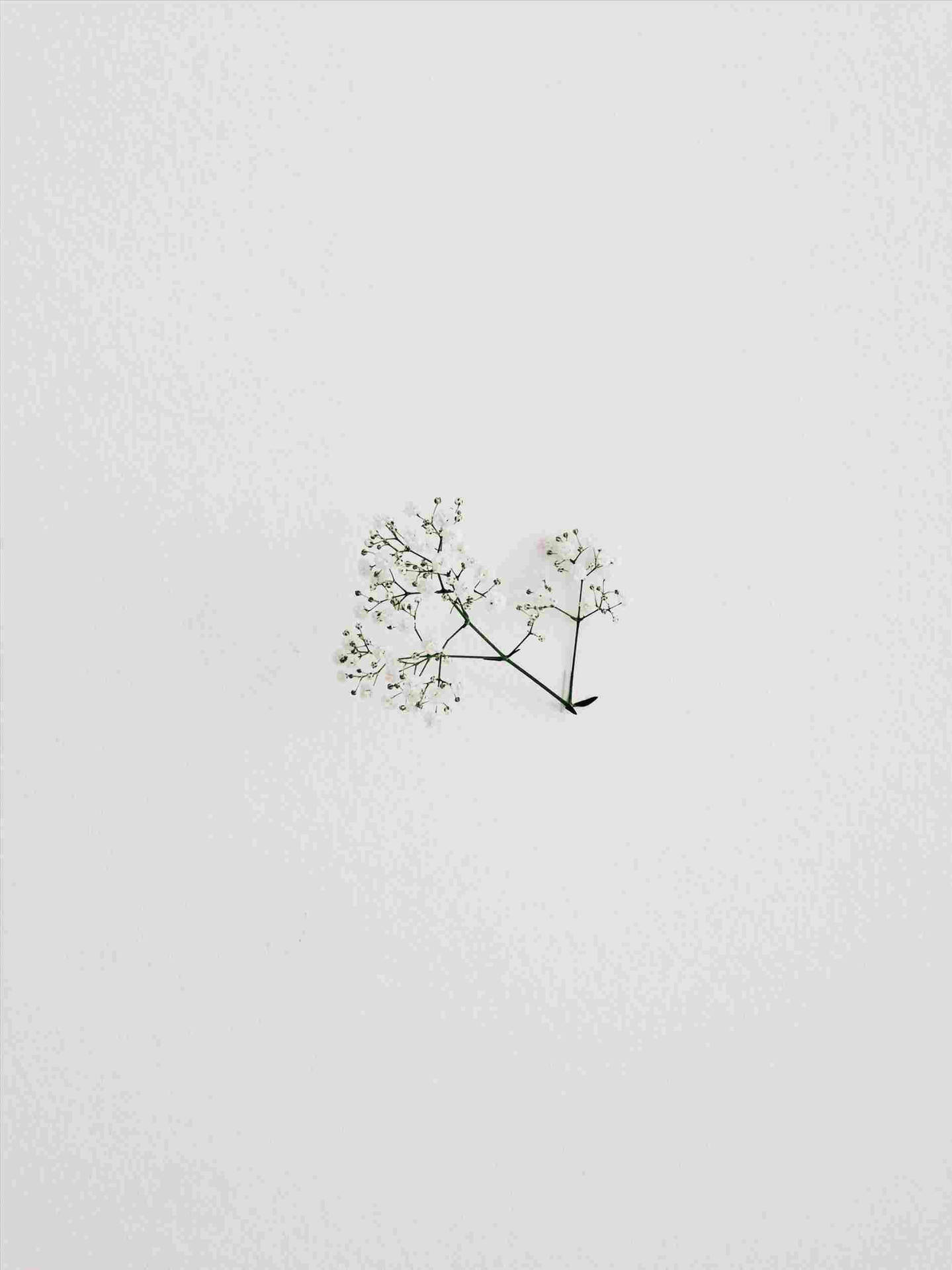 A Small Plant On A White Wall Wallpaper
