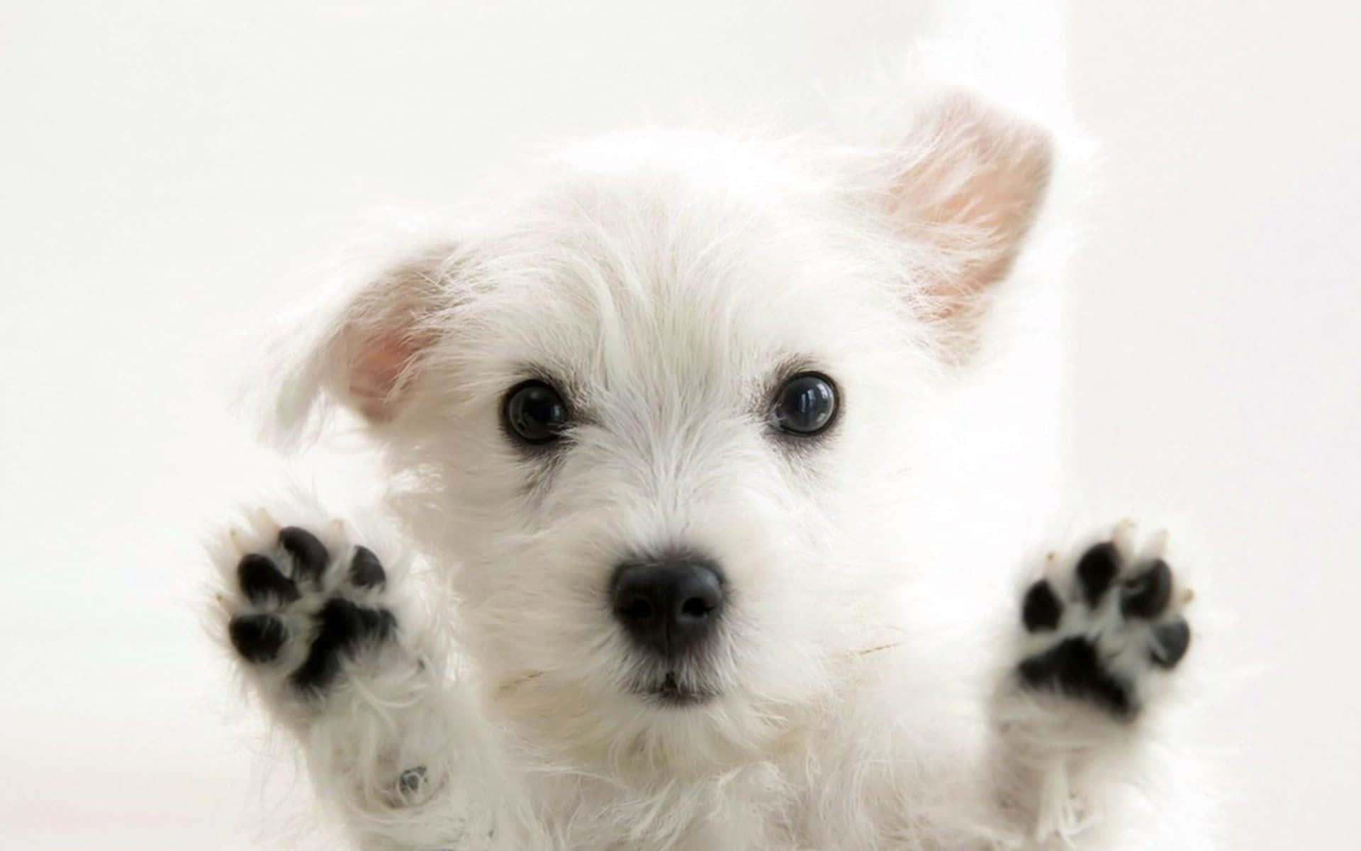 Adorable Puppy Lounging on a Green Lawn