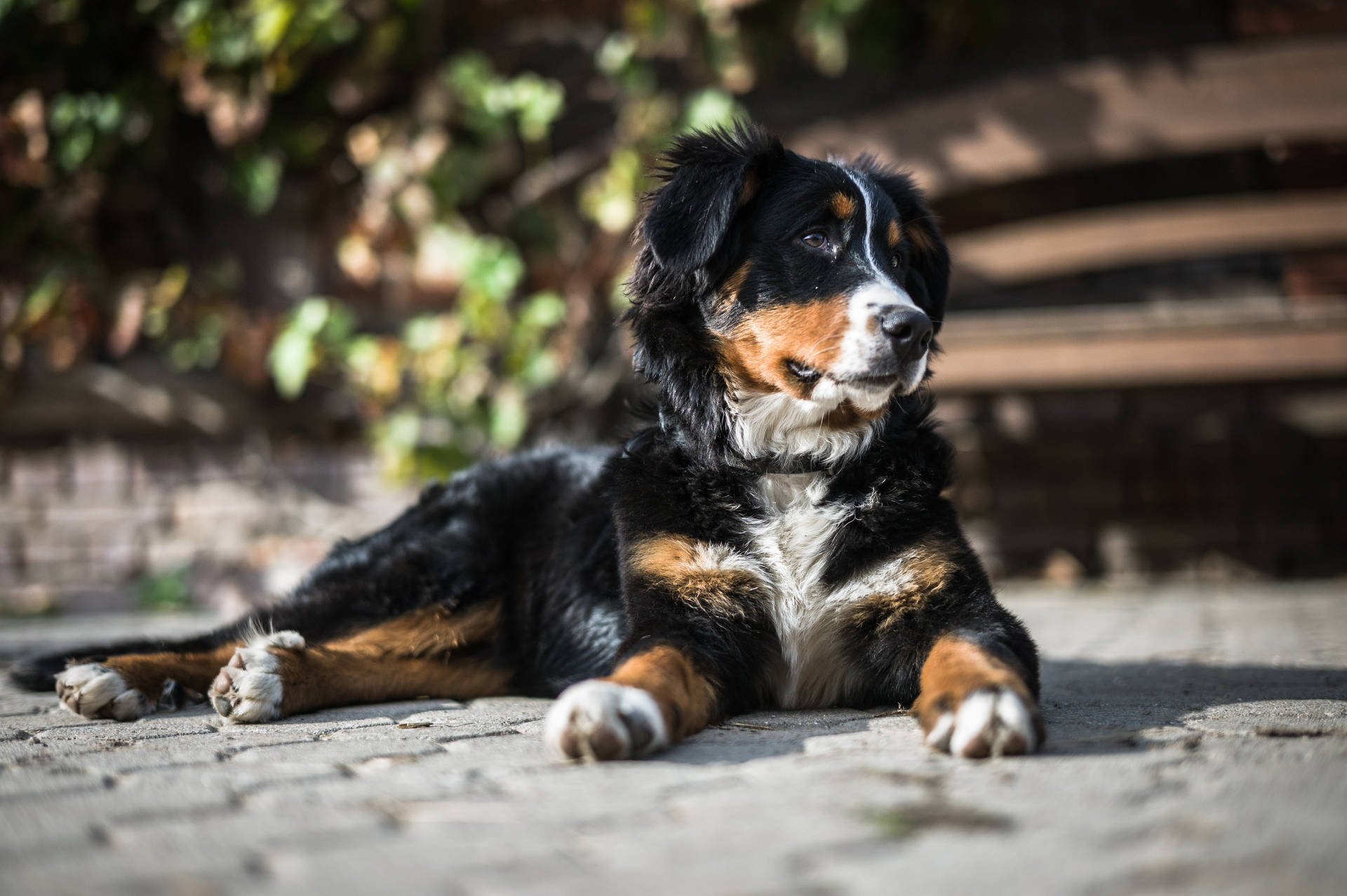 Cute Dog Bernese Under The Sun