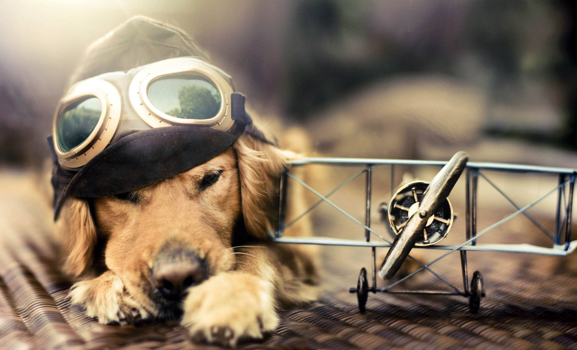 Cute Dog Bi-plane Toy Background
