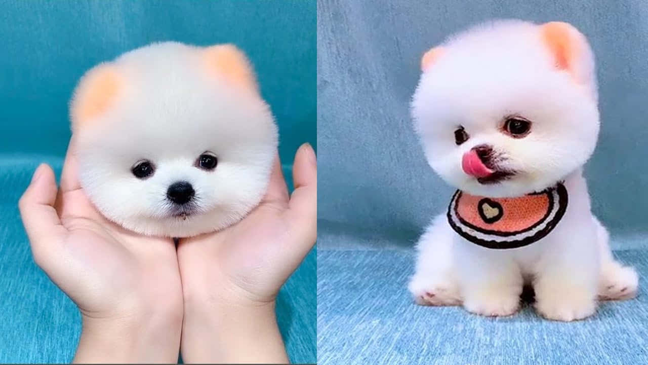 Sød Toy Pomeranian Hund Billede tapet
