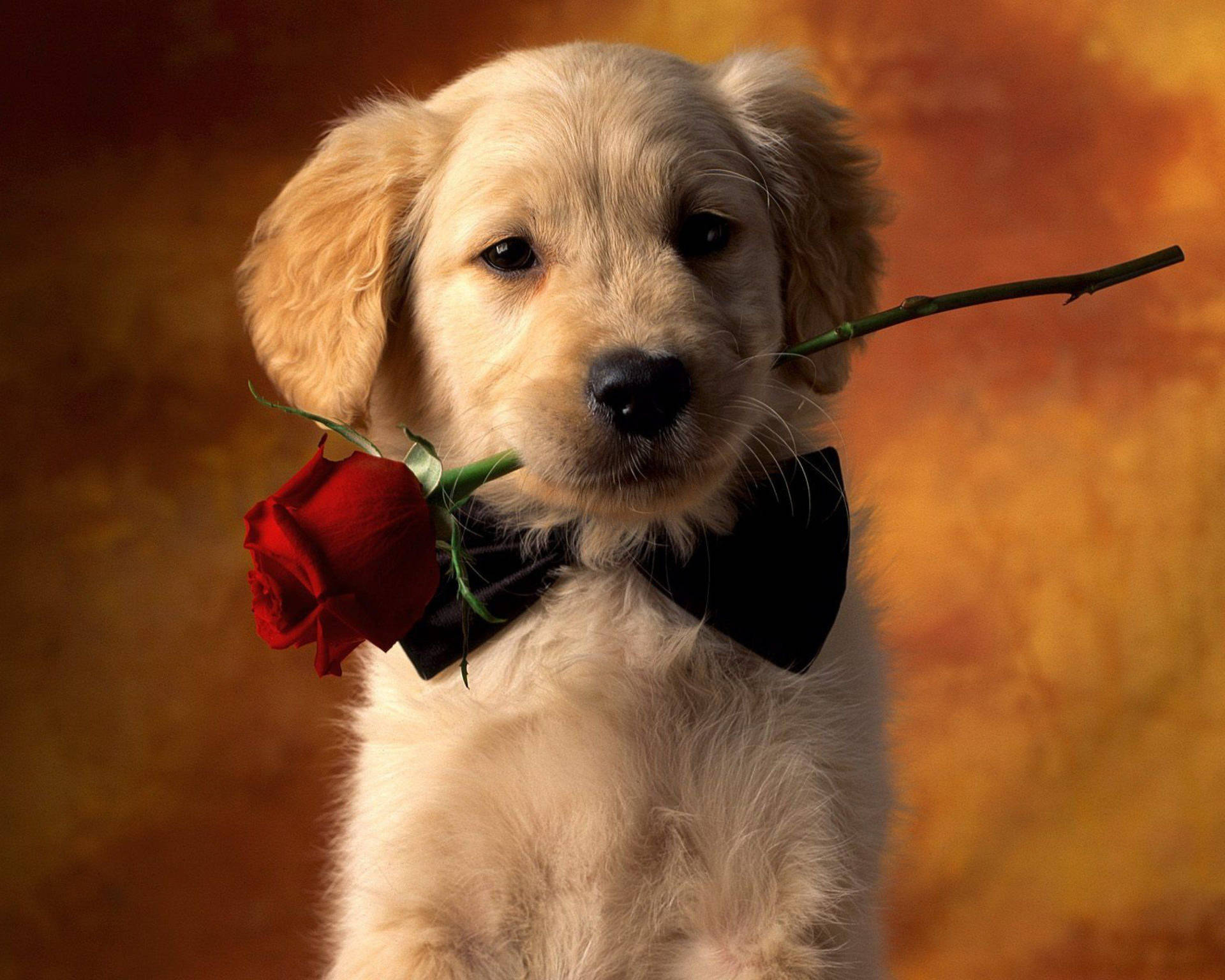 Cute Dog Biting Rose Background