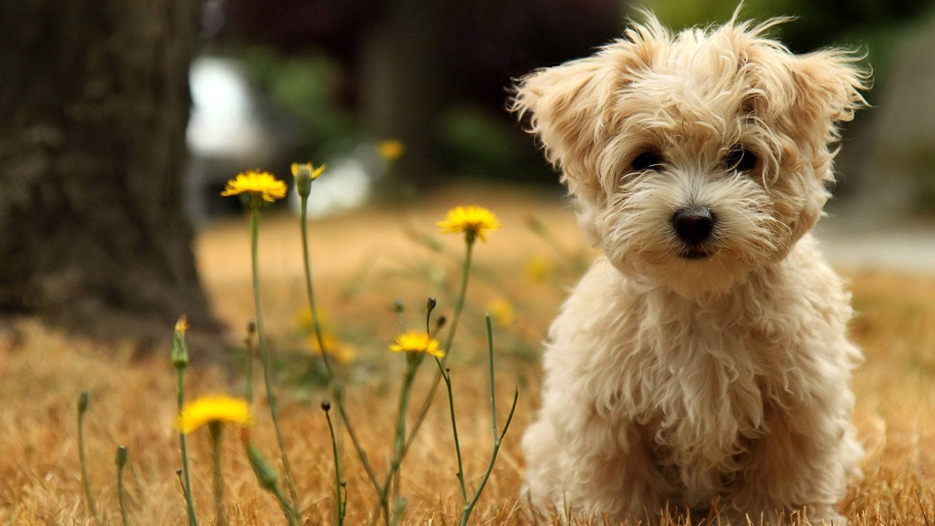 Cute Dog Brown Maltese Background