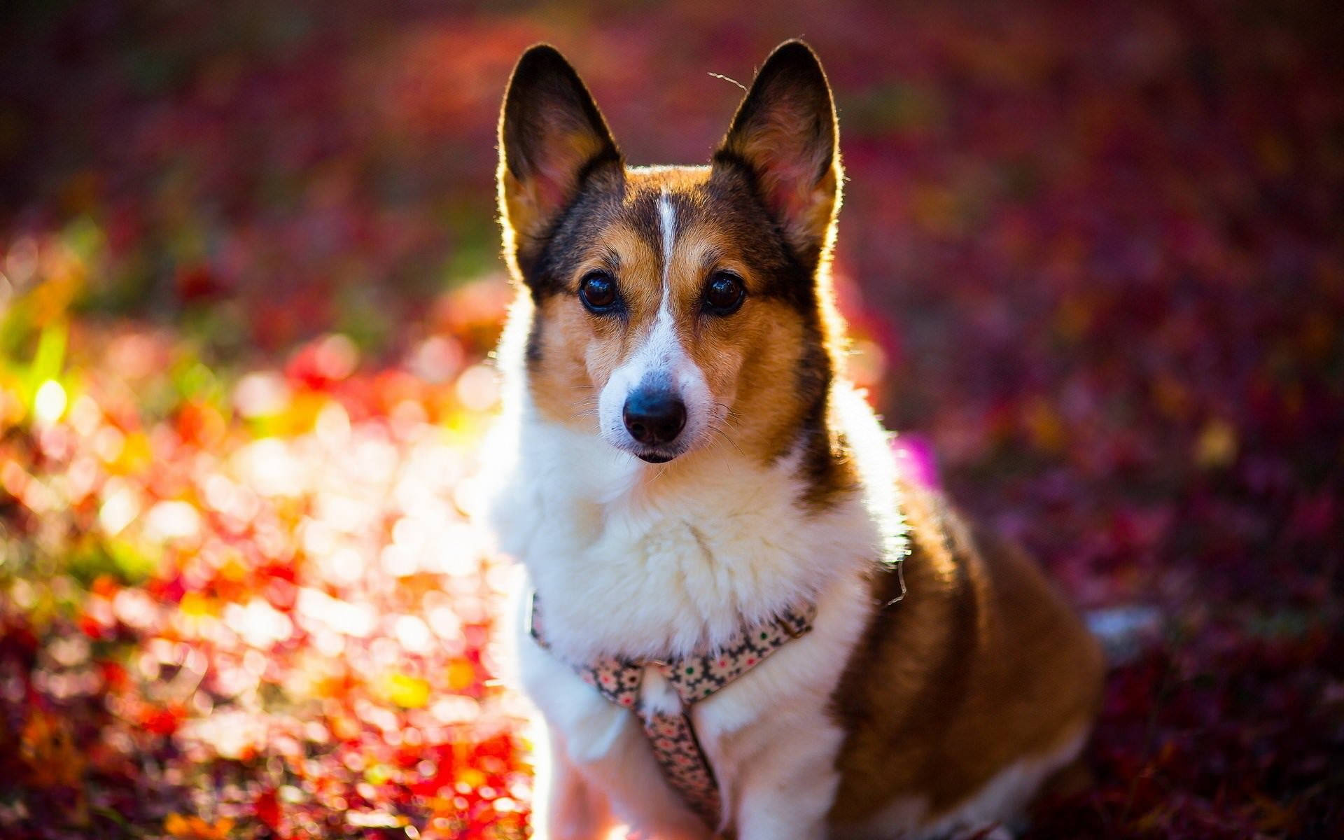 Cute Dog Colorful Leaves Background
