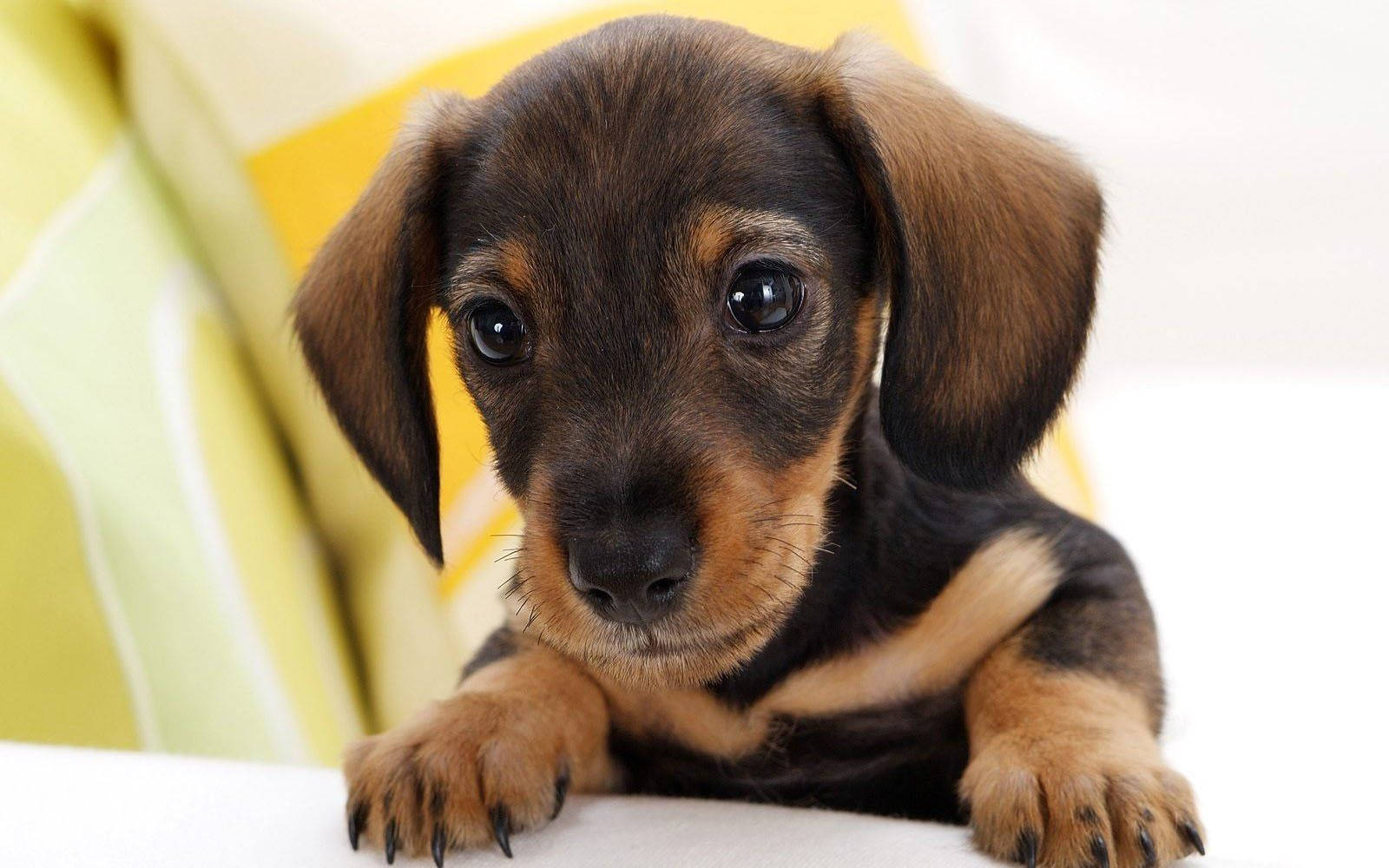 Cute Dog Dachshund On Sofa Background
