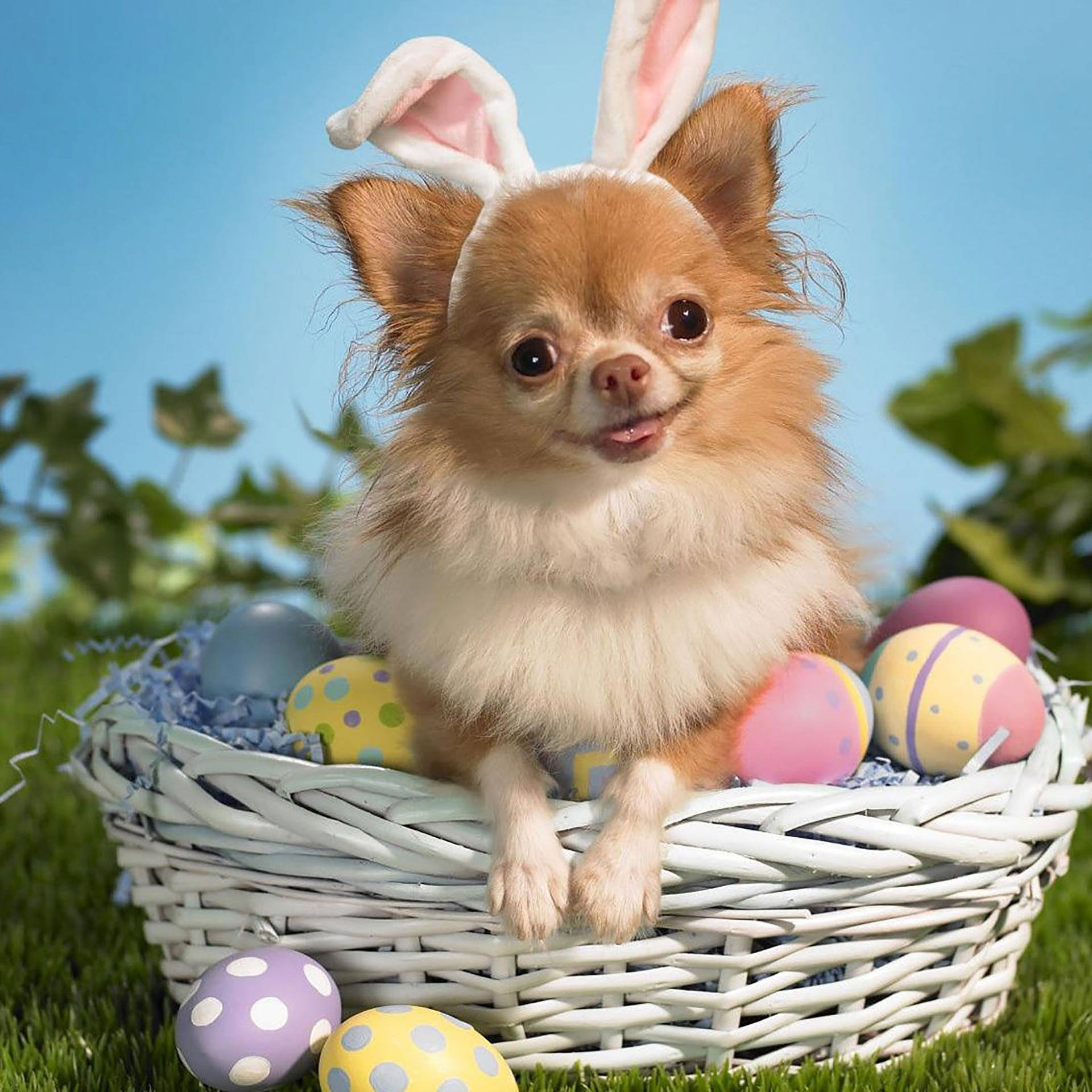 Cute Dog Easter Bunny Background