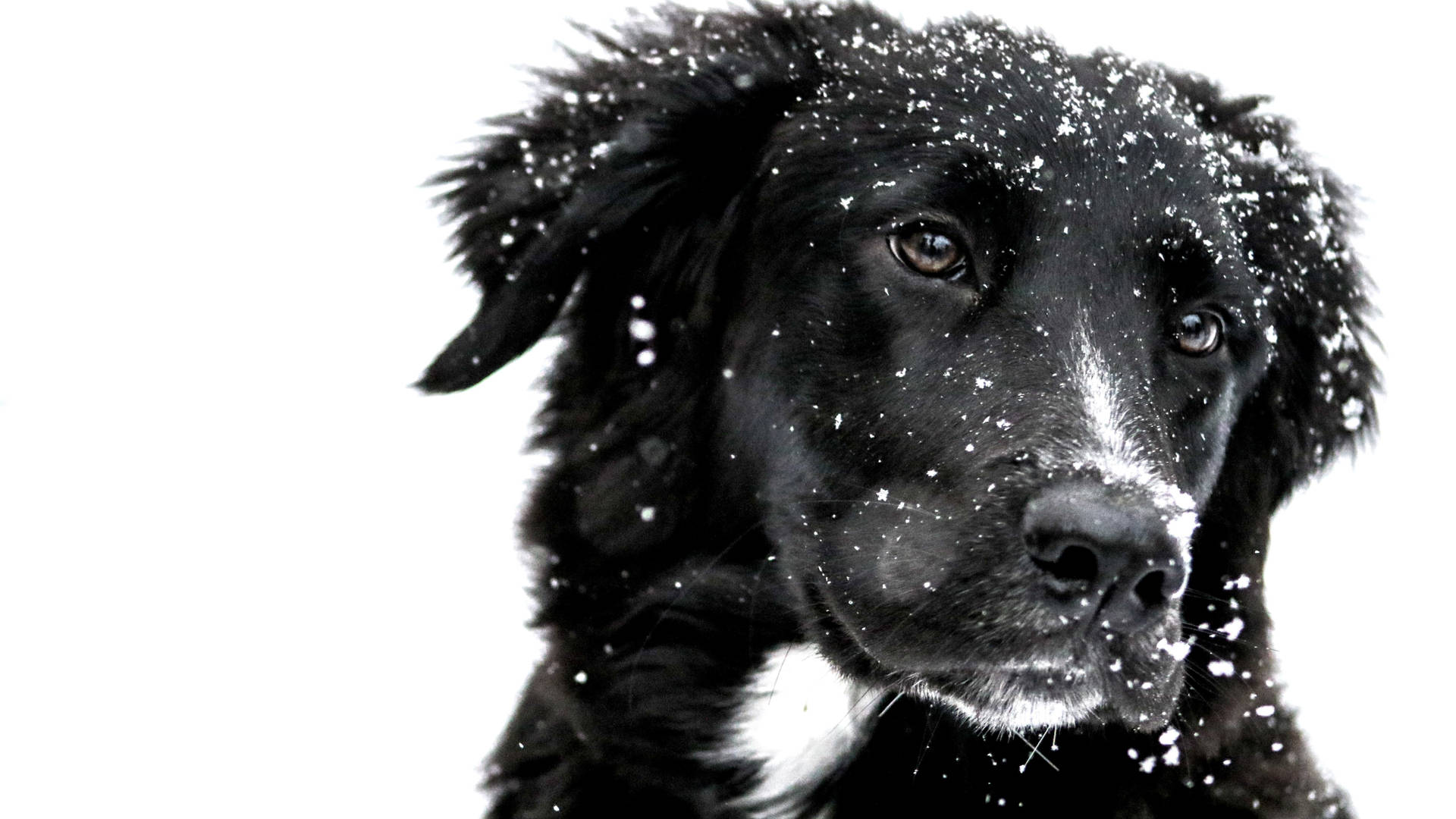 Cute Dog Falling Snowflakes Background