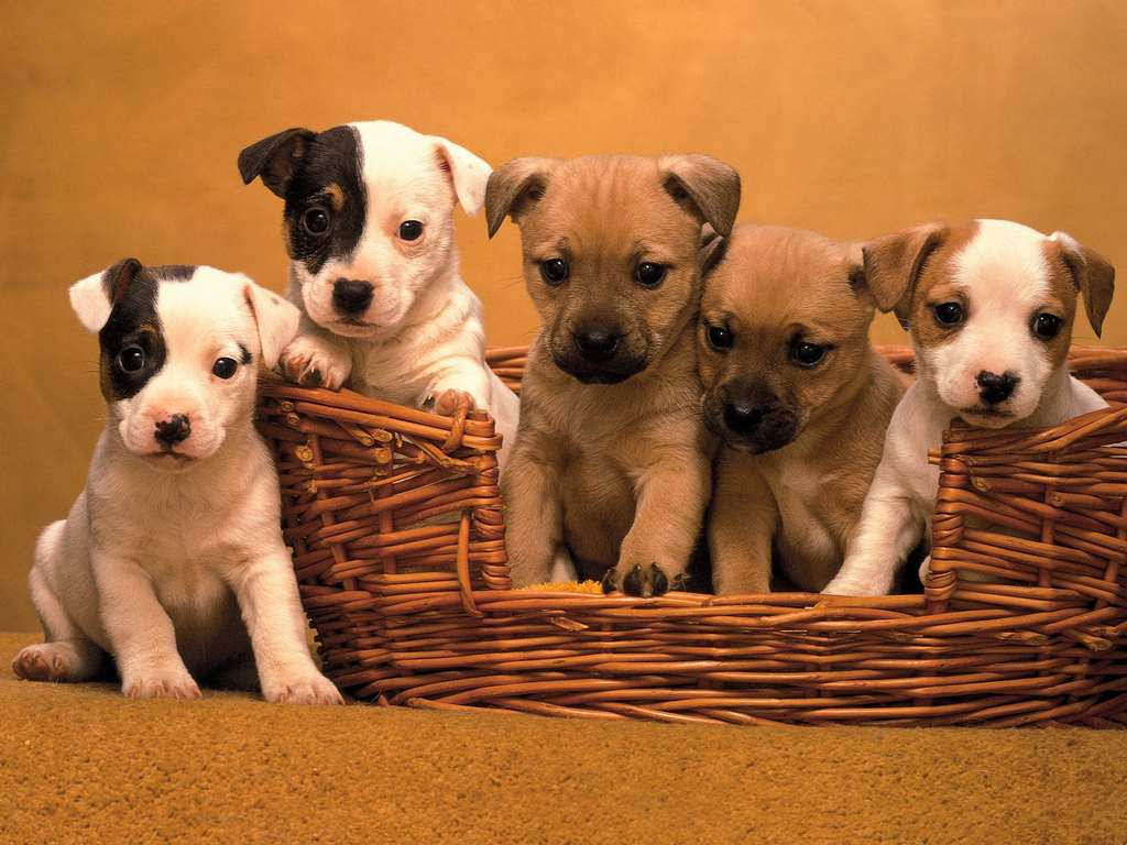Cute Dog Family Basket Background