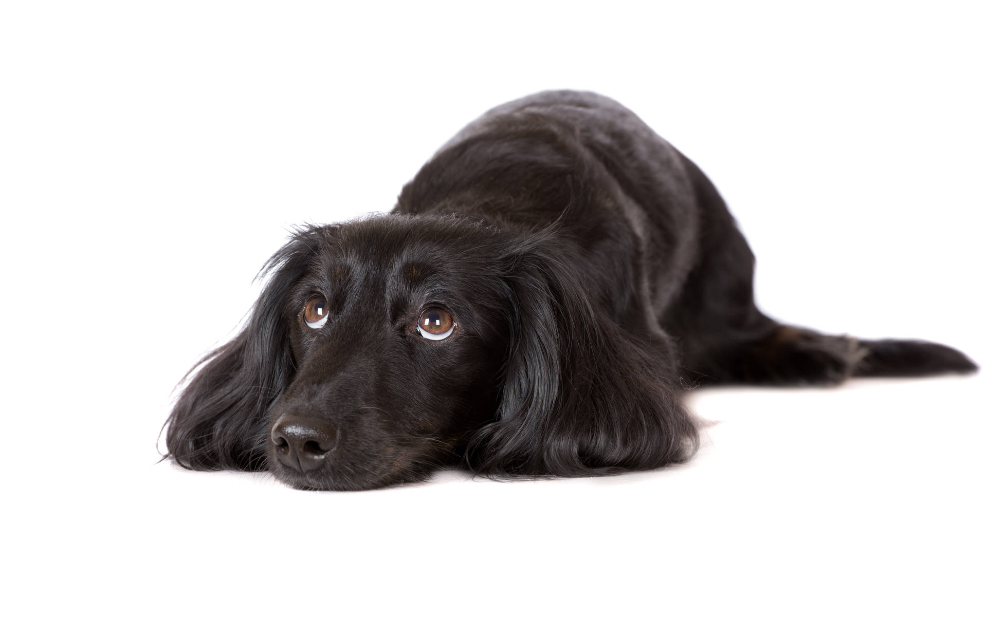 Cute Dog Flat-coated Retriever Background