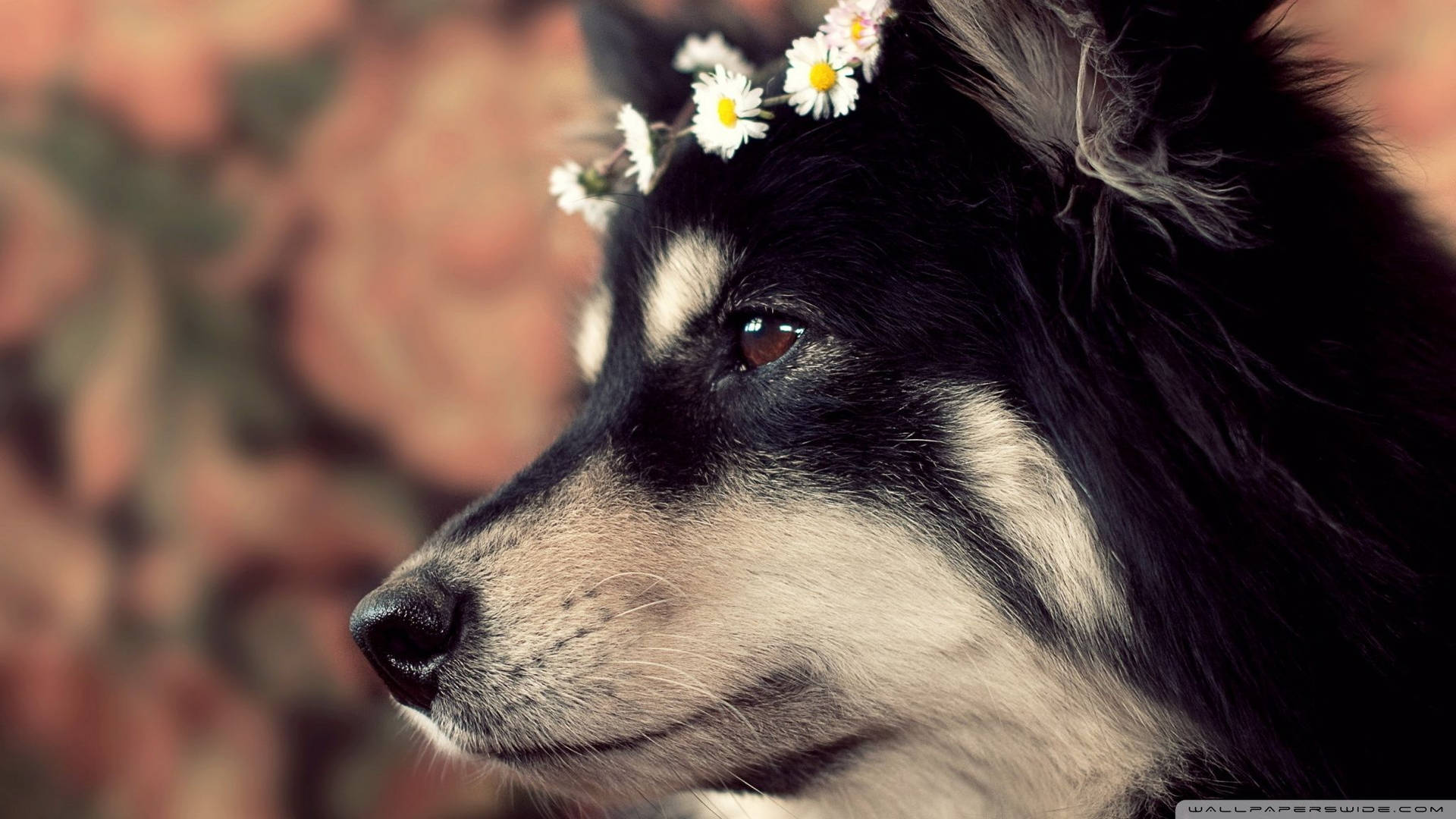 Cute Dog Floral Crown Background