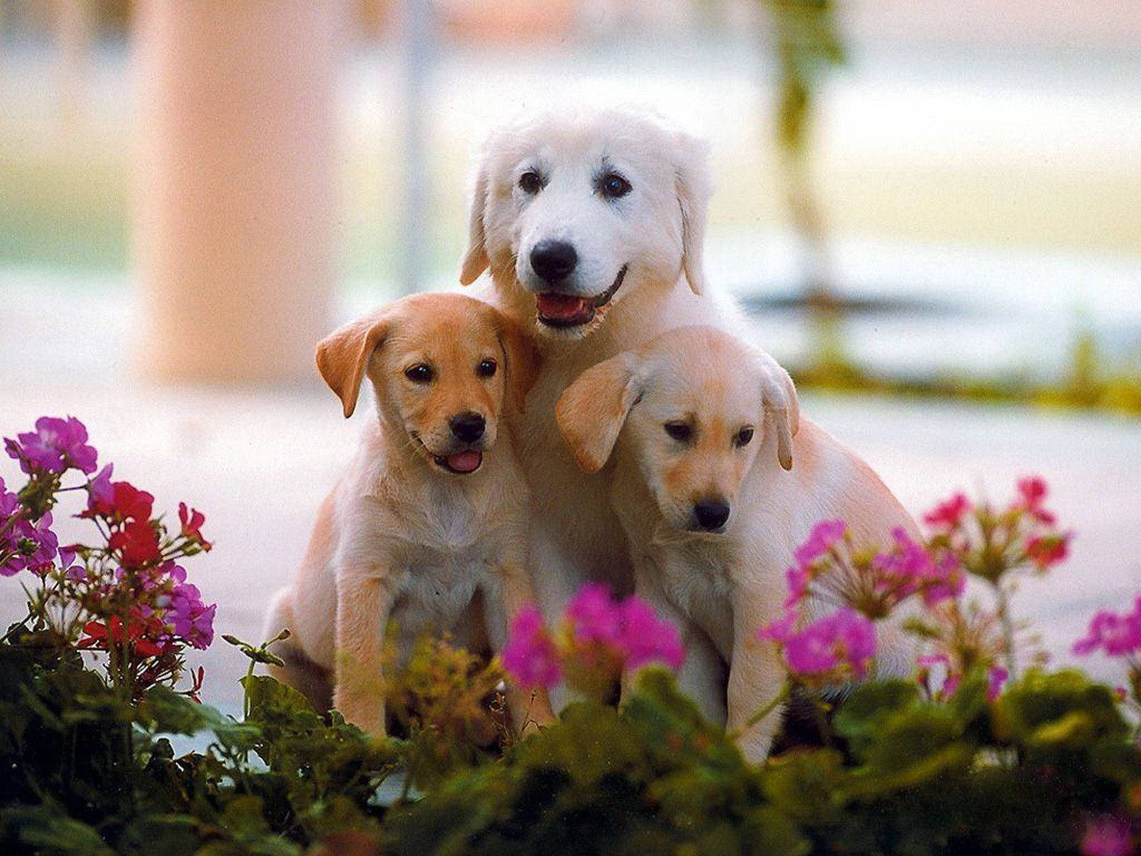 Cute Dog Flowering Family Background