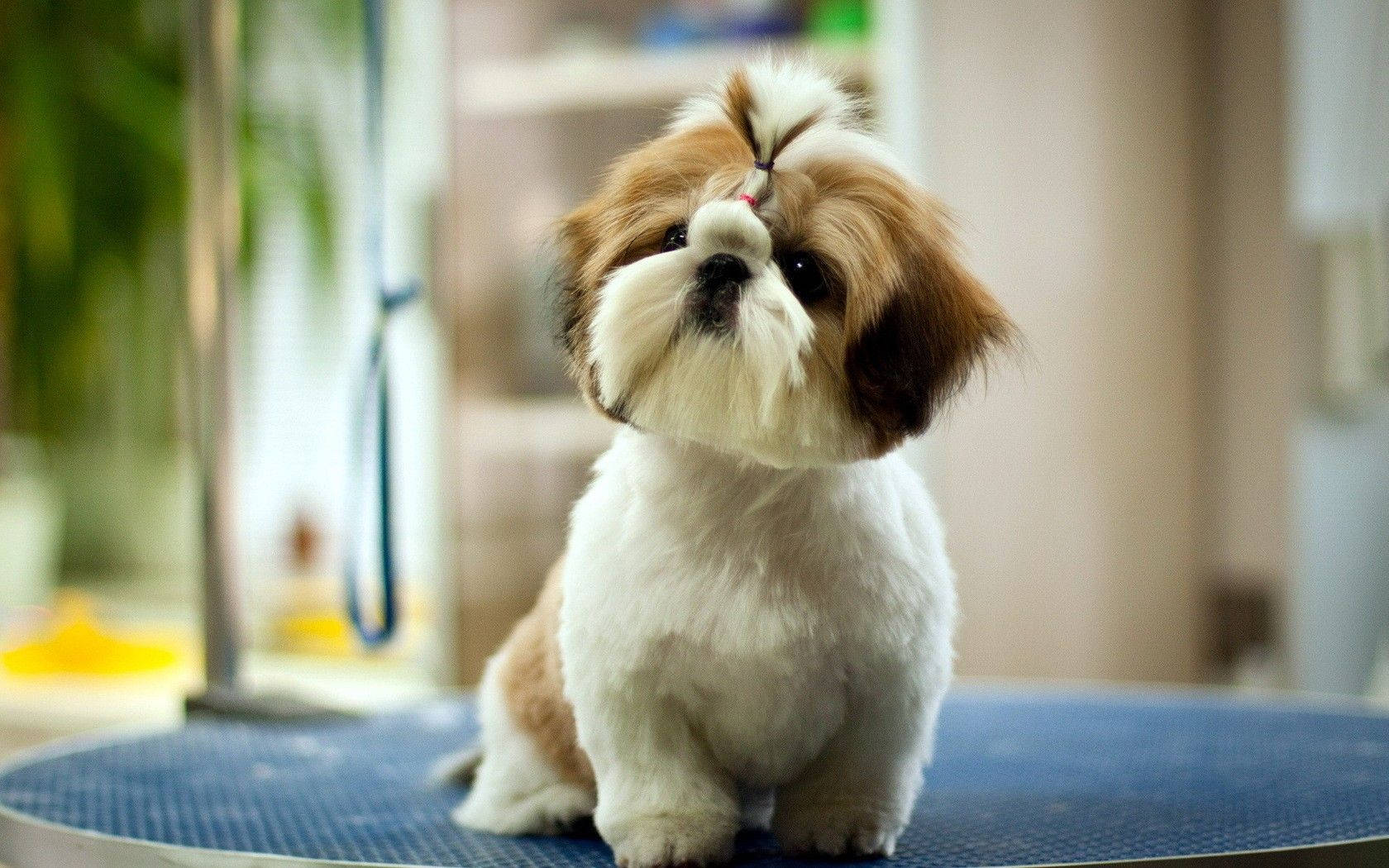 Cute Dog Freshly Groomed Background