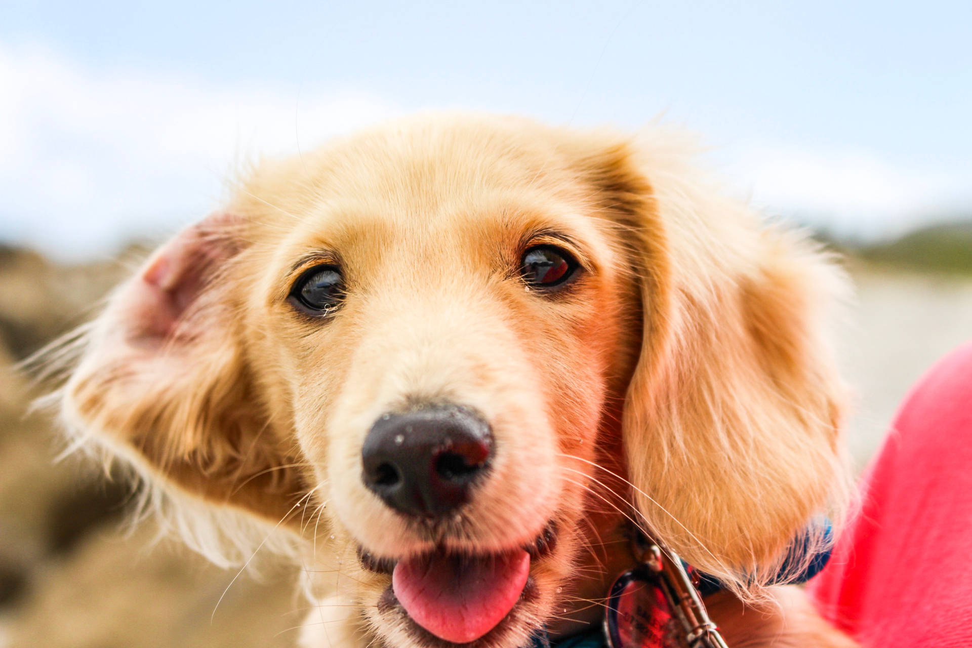 Cute Dog Golden Retriever Close-up Background