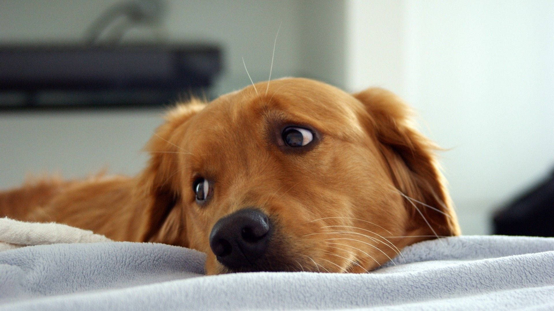 Cute Dog Golden Retriever Pouting Background