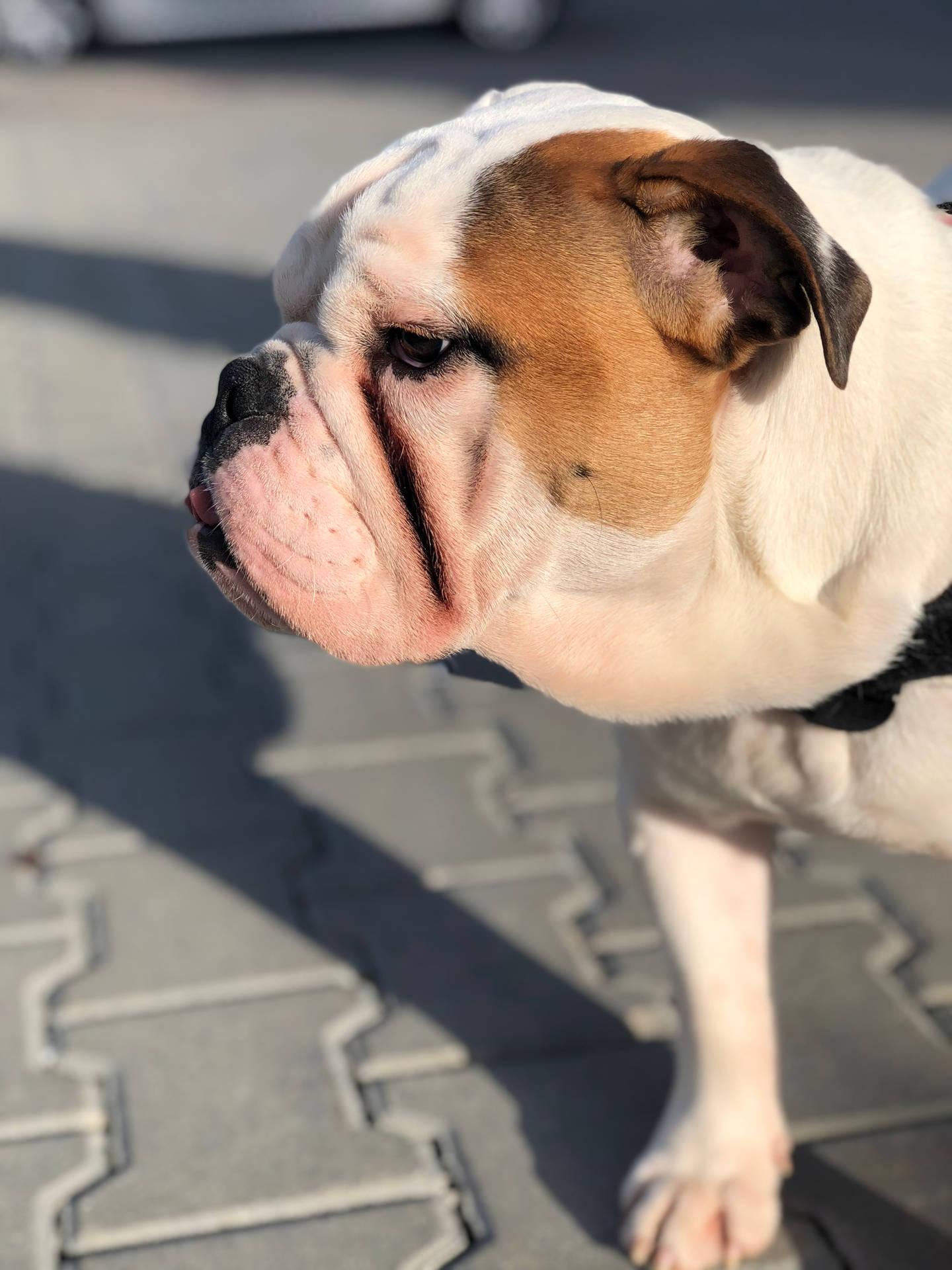 Cute Dog Grumpy Under Sun Wallpaper