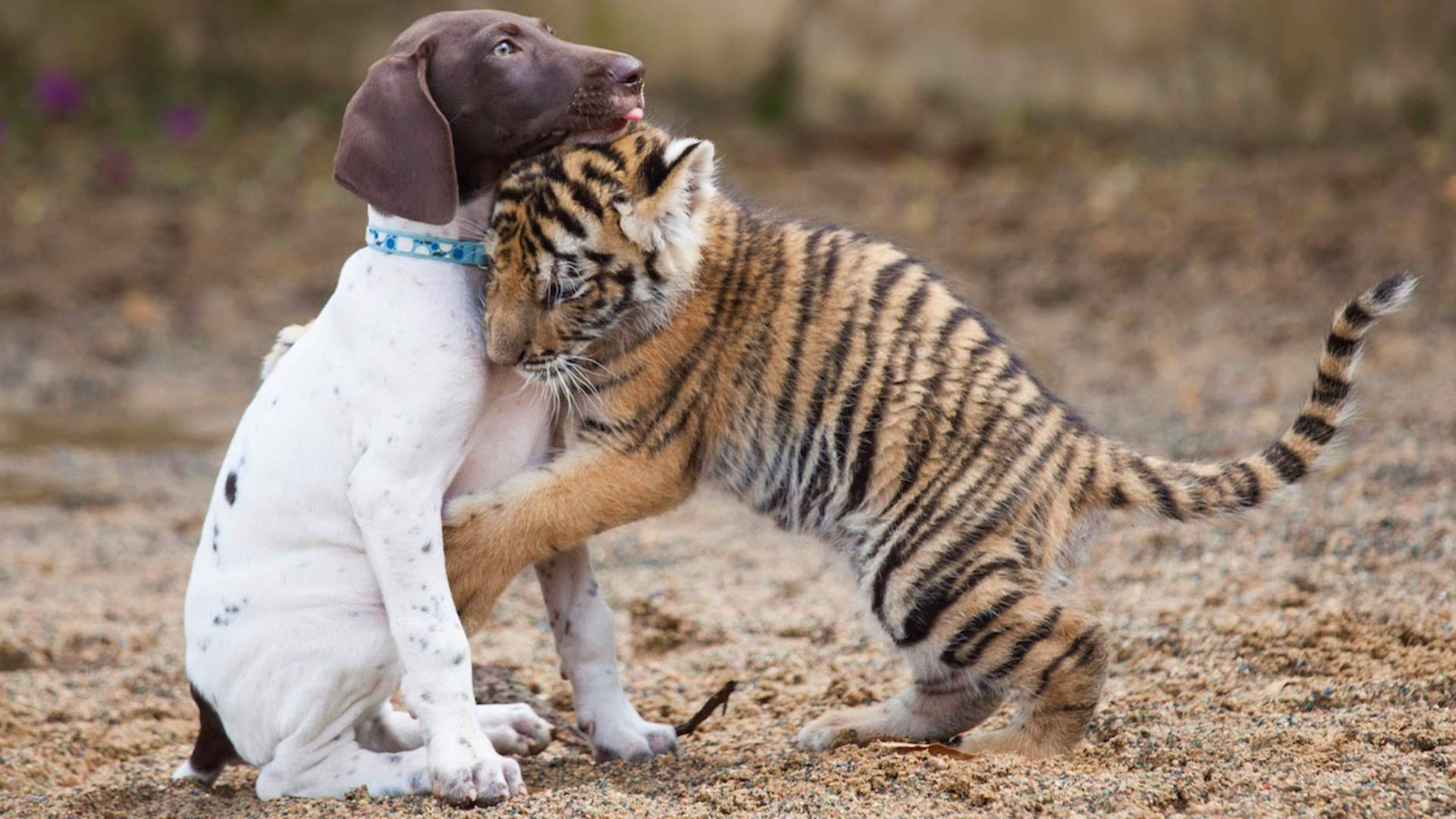 Cute Dog Hugging Tiger Cub Background