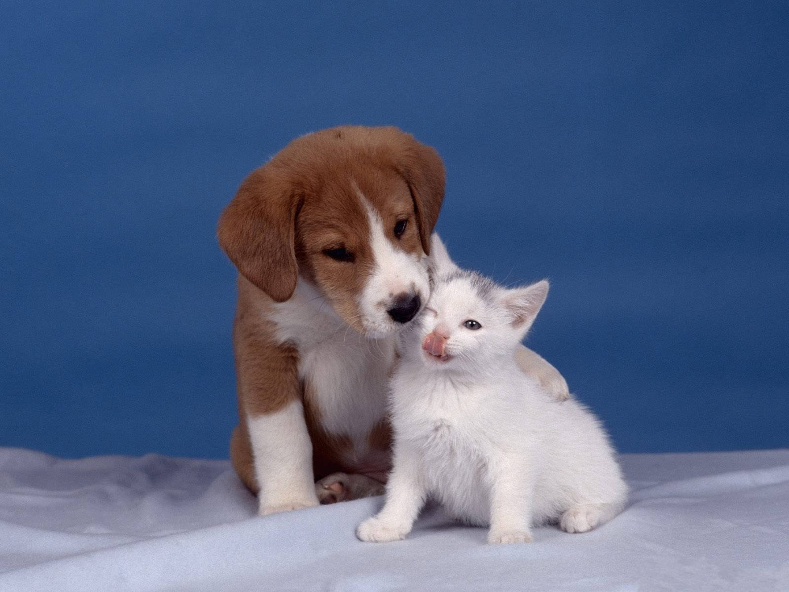 Cute Dog Hugging Tiny Kitten Wallpaper