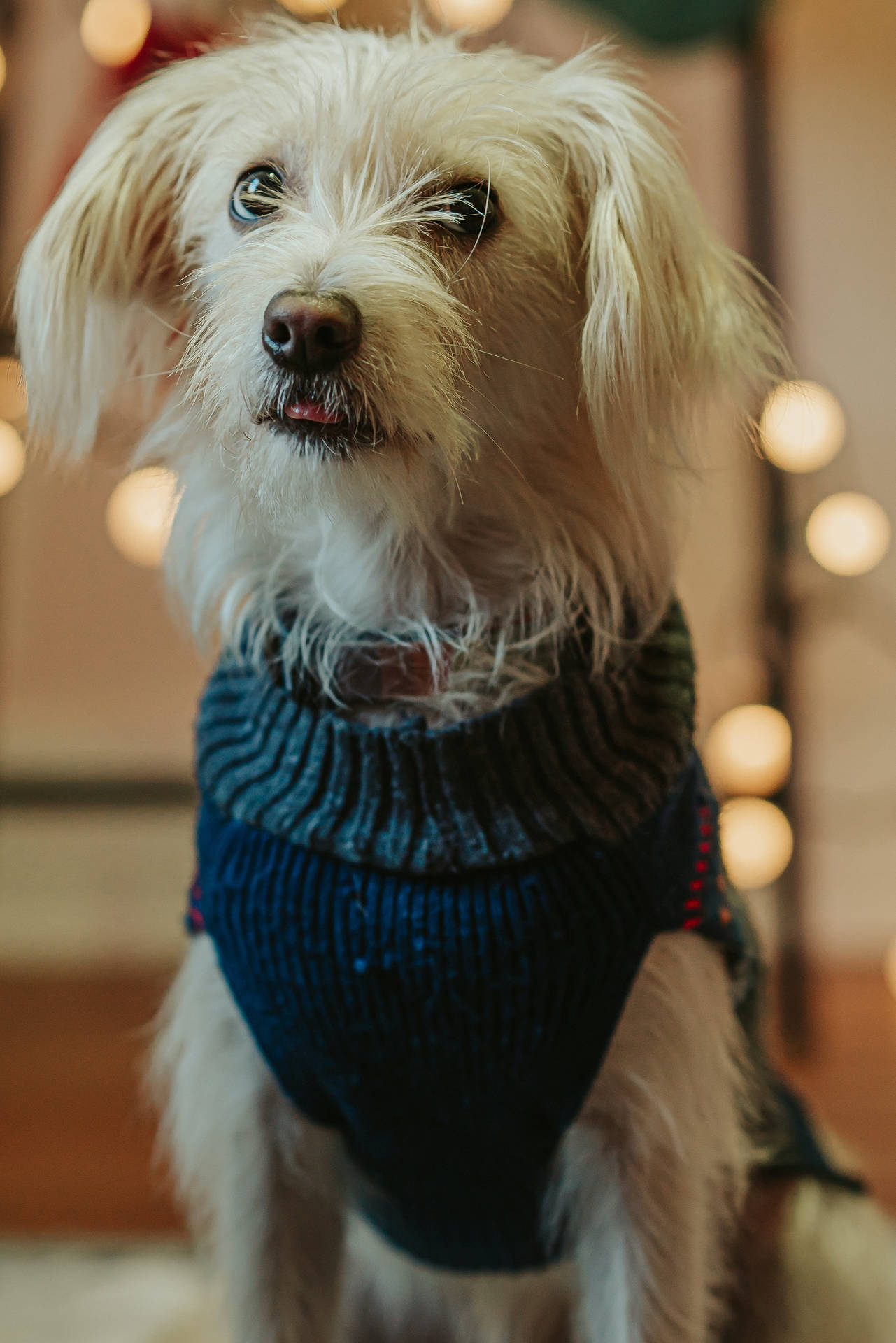 Cute Dog In Blue Sweater Wallpaper