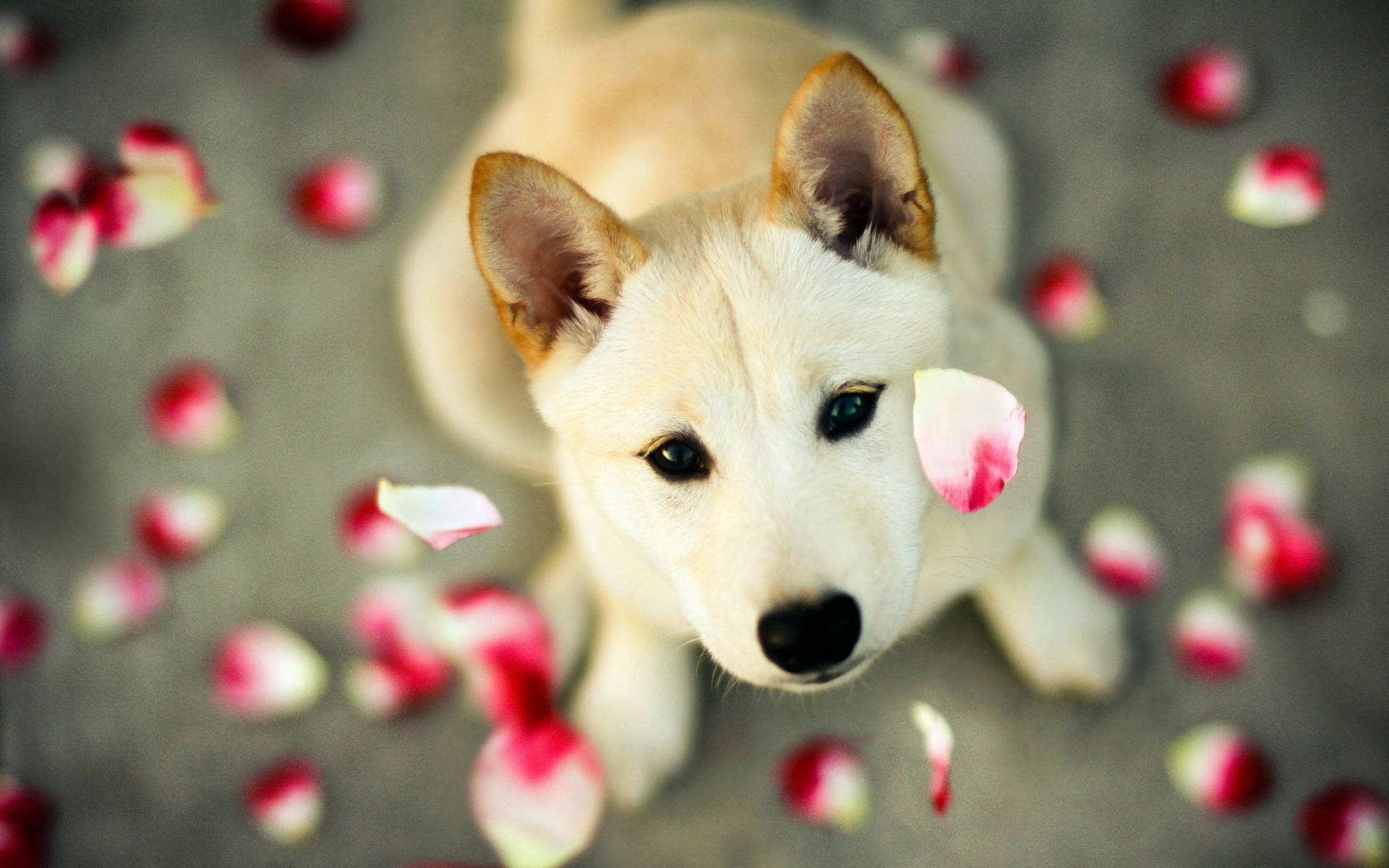 Cute dog under pink flower petals shower wallpaper